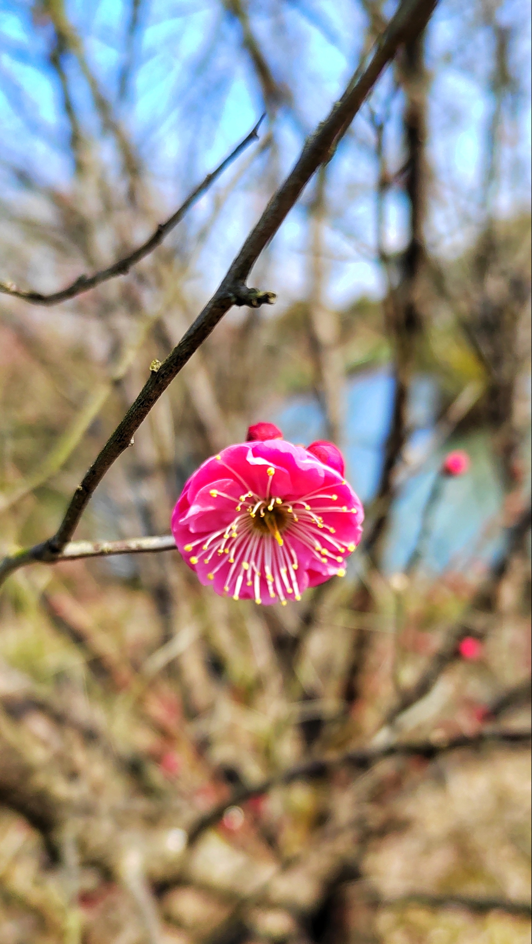 腊梅迎春(拍摄于广富林郊野公园)#摄影爱好者联盟