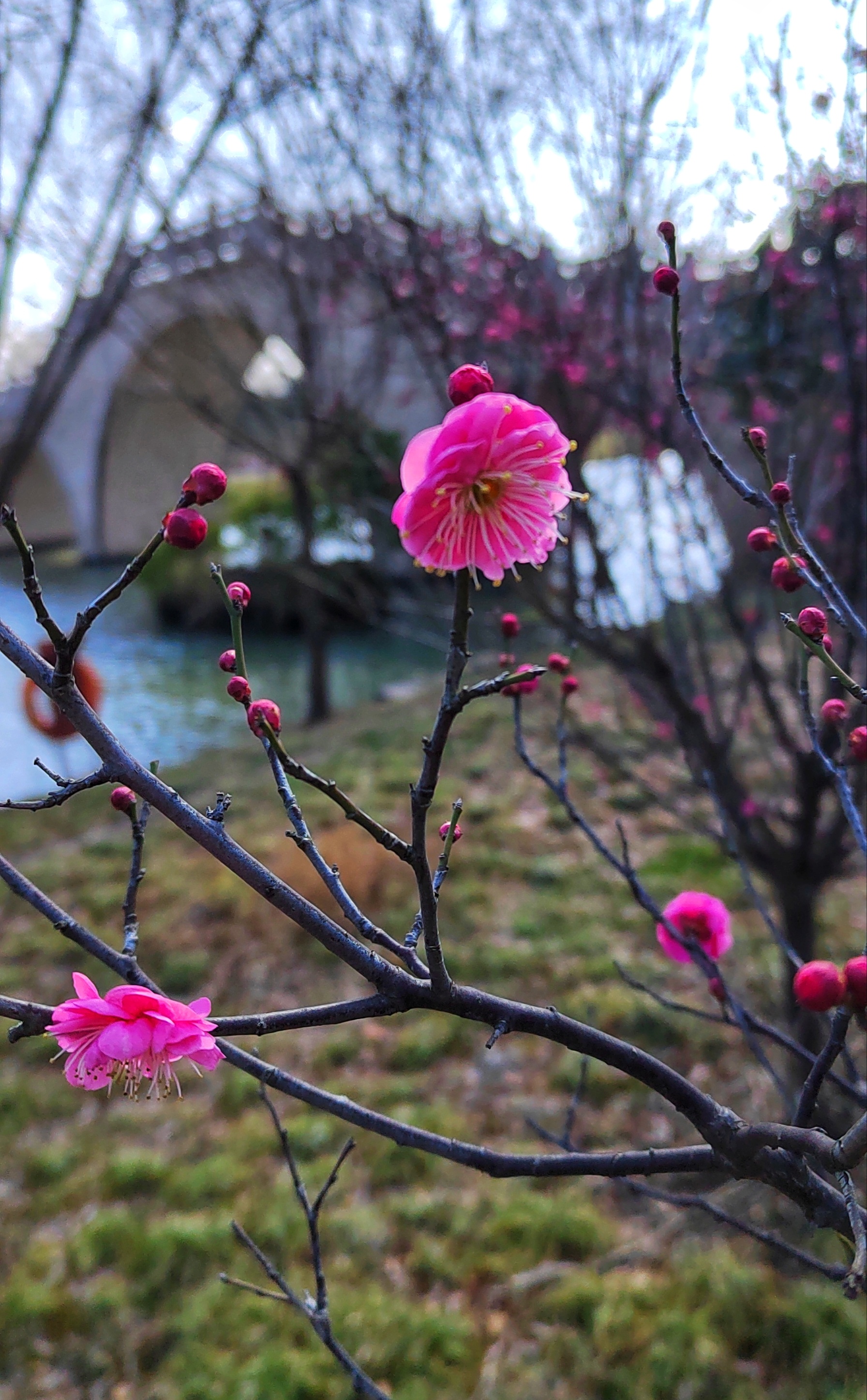腊梅迎春(拍摄于广富林郊野公园)#摄影爱好者联盟