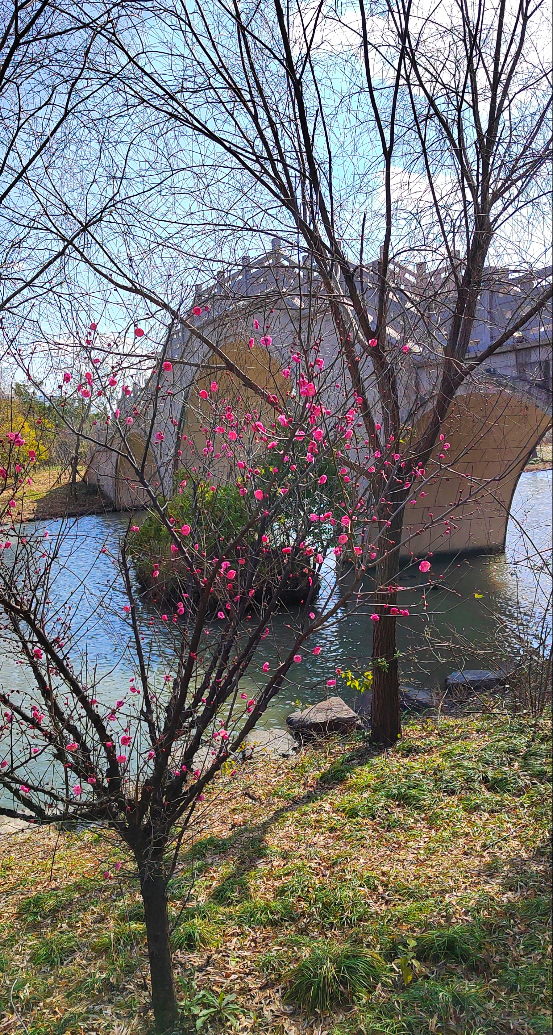 腊梅迎春(拍摄于广富林郊野公园)#摄影爱好者联盟