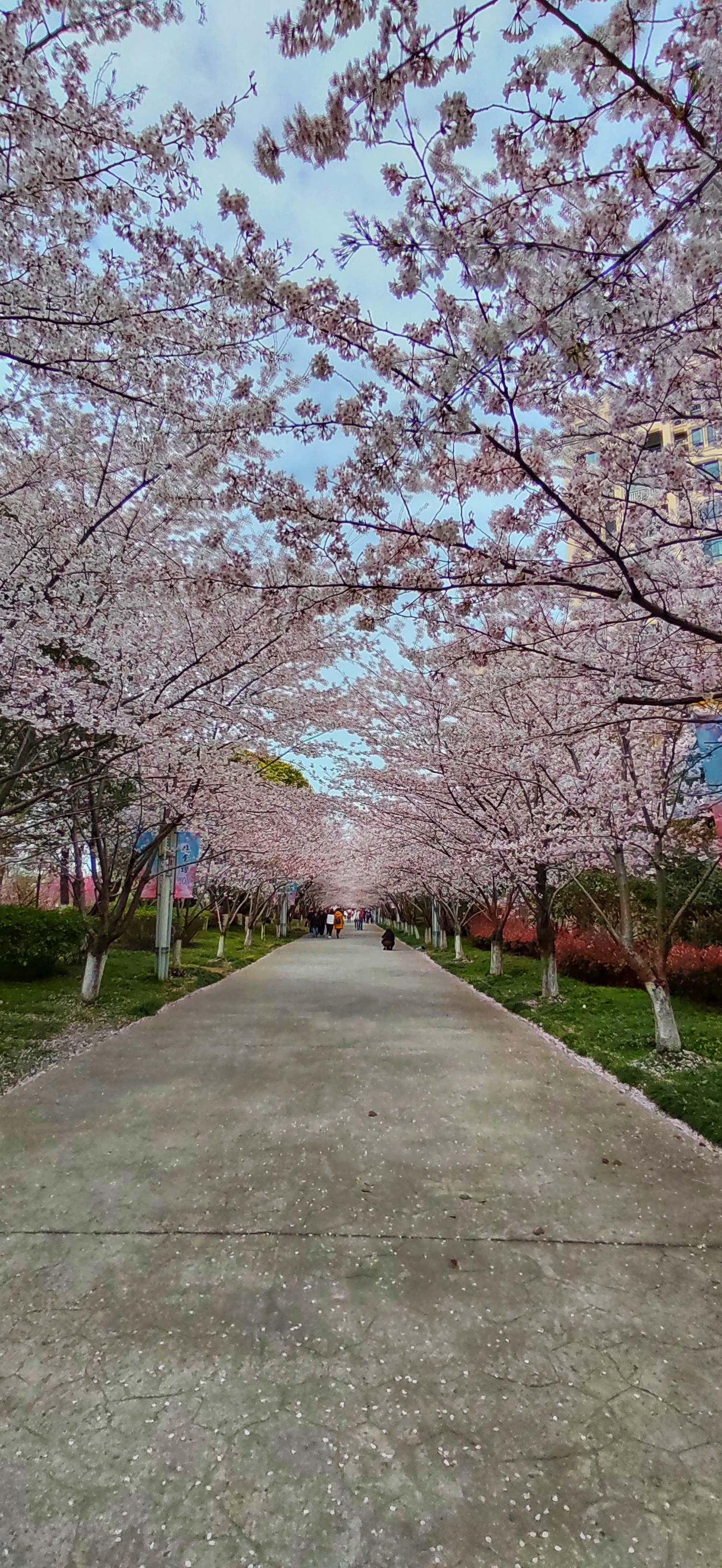 上海东樱花园图片