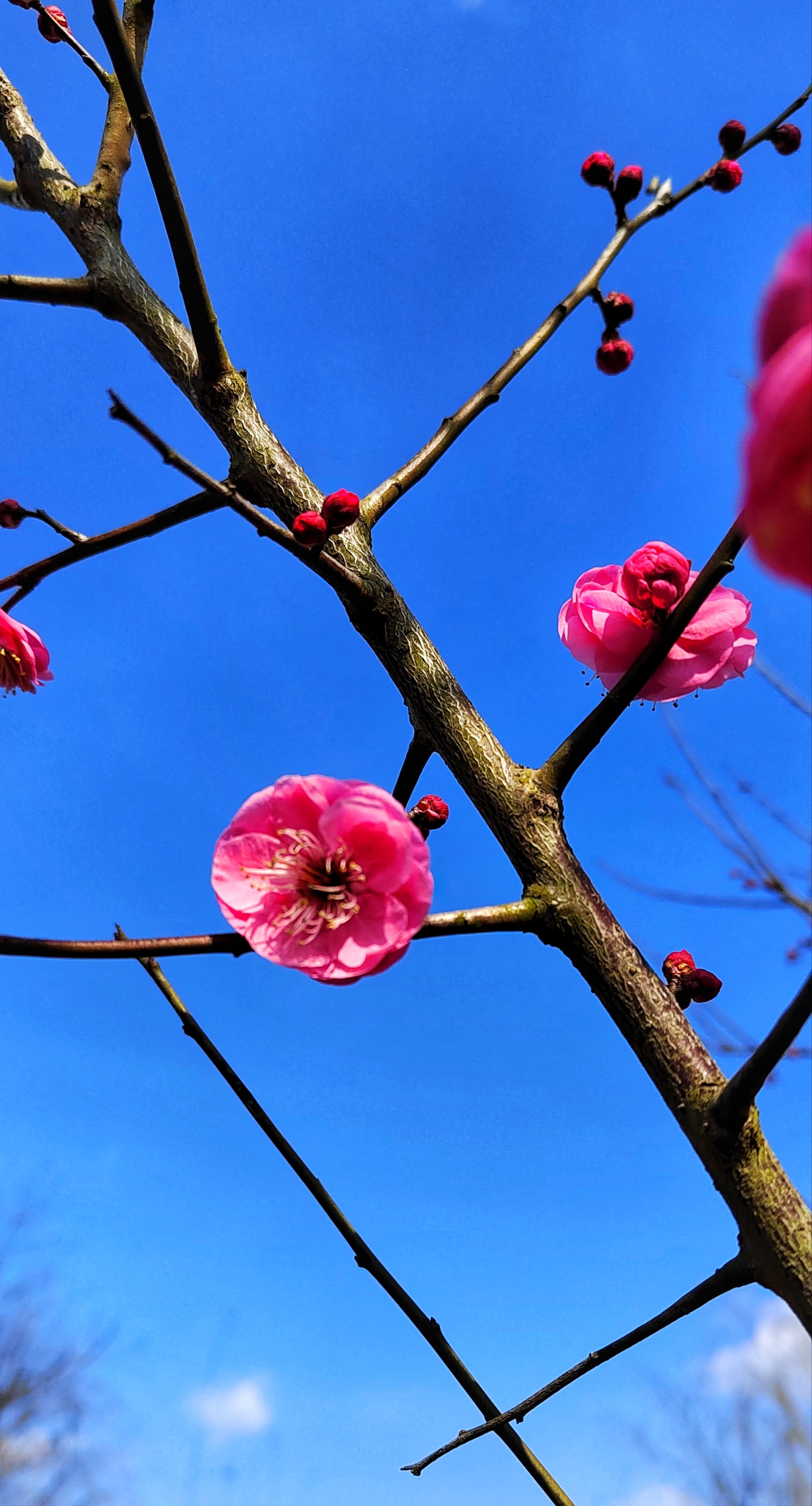 腊梅迎春(拍摄于广富林郊野公园)#摄影爱好者联盟