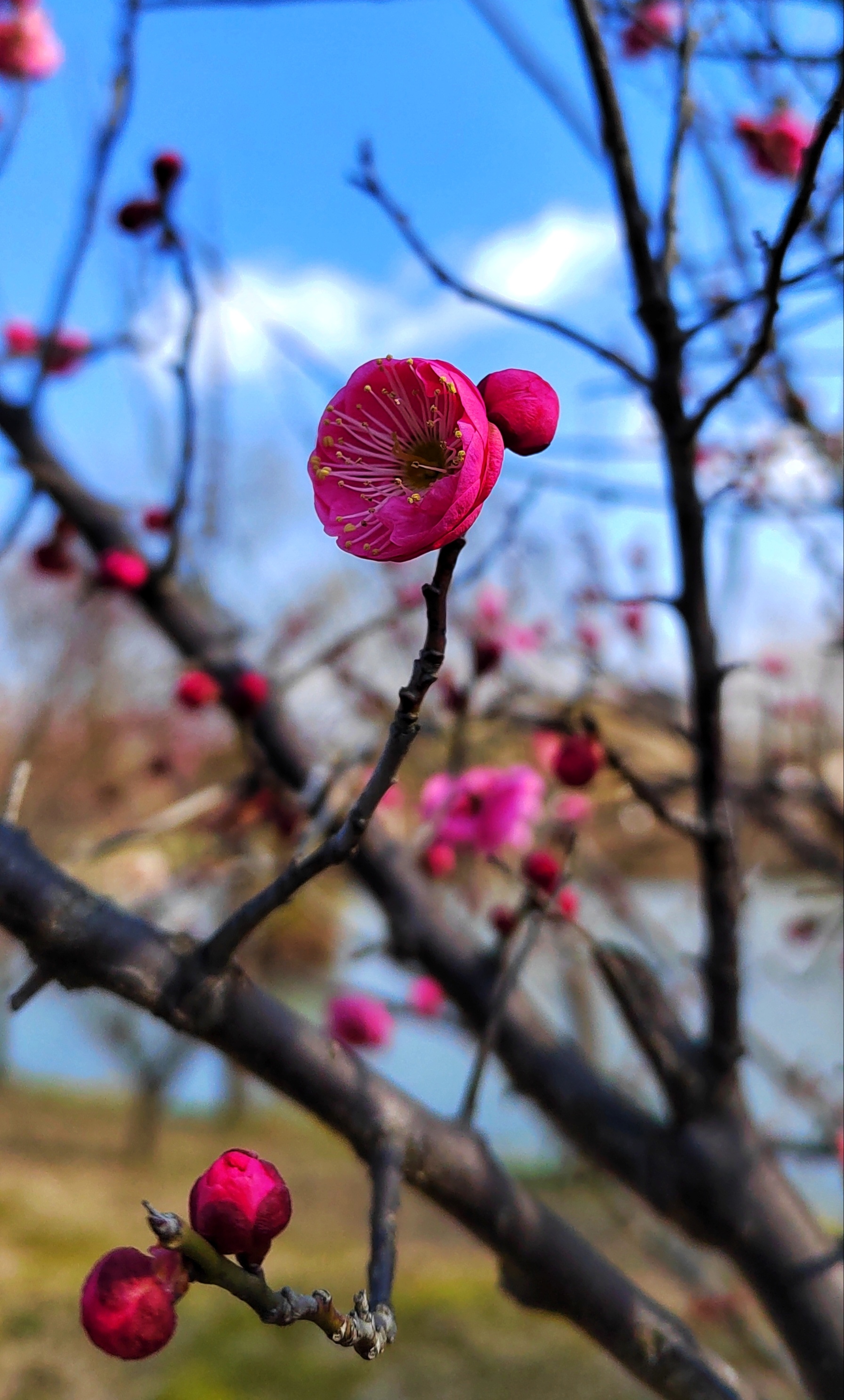 腊梅迎春(拍摄于广富林郊野公园)#摄影爱好者联盟
