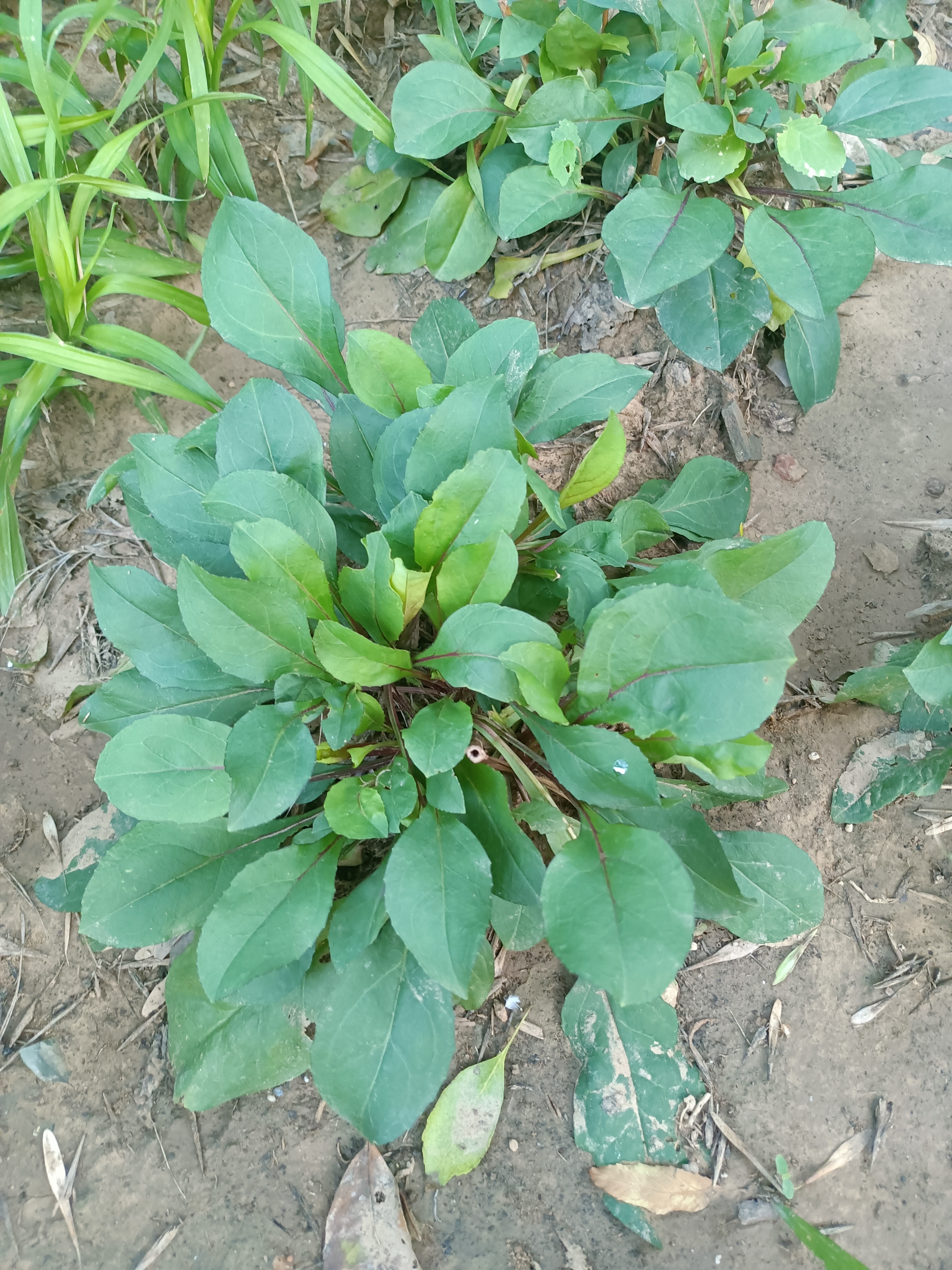 和菠菜很像的植物图片图片