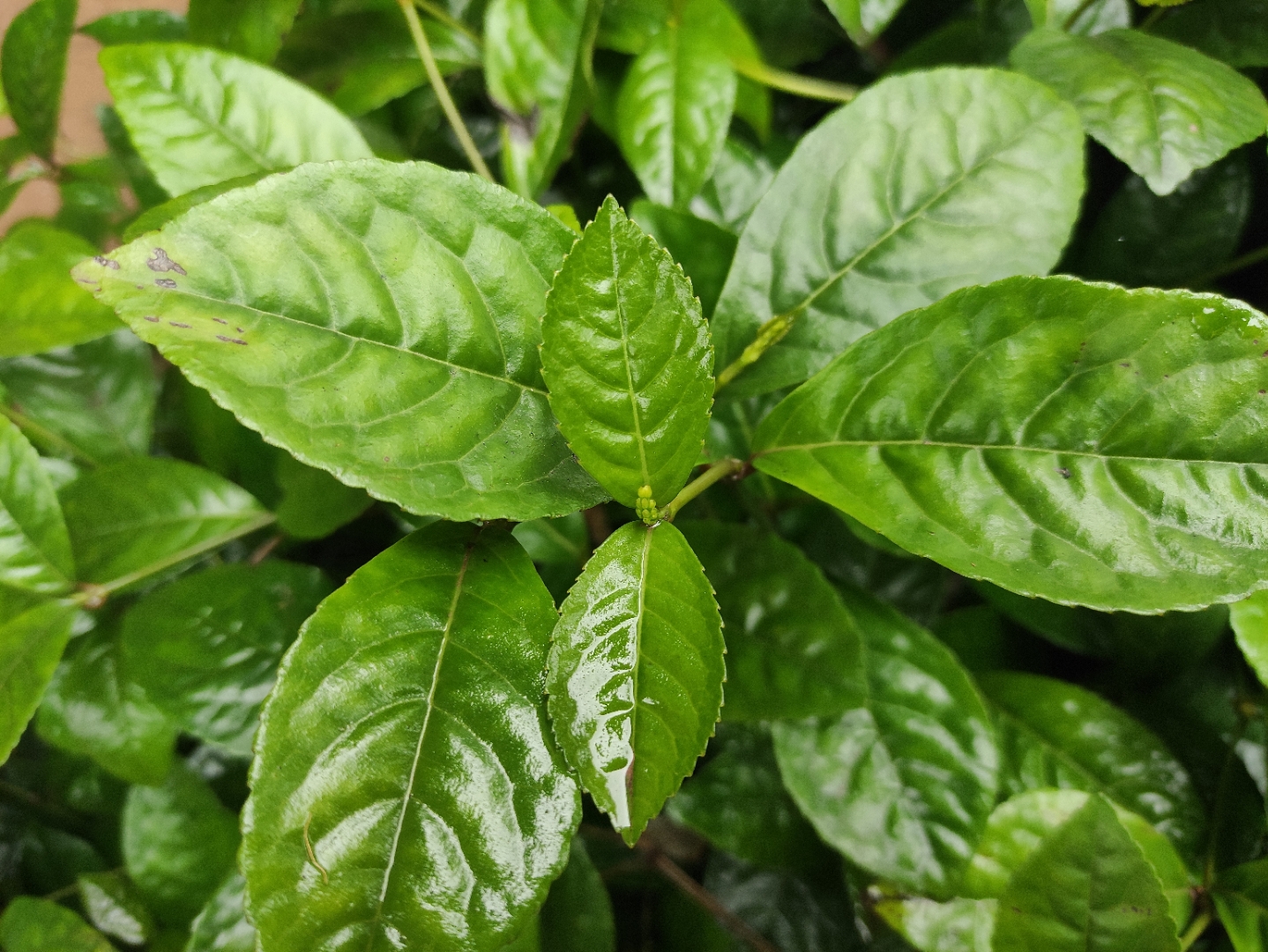 叶上雨简介图片