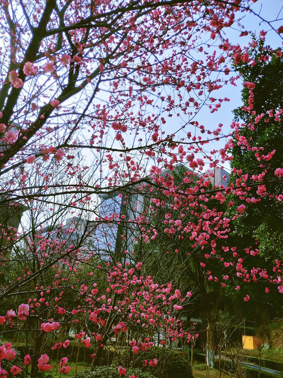 樱花树下,春日的浪漫与现代的钢铁森林交织,构成一幅梦幻画面