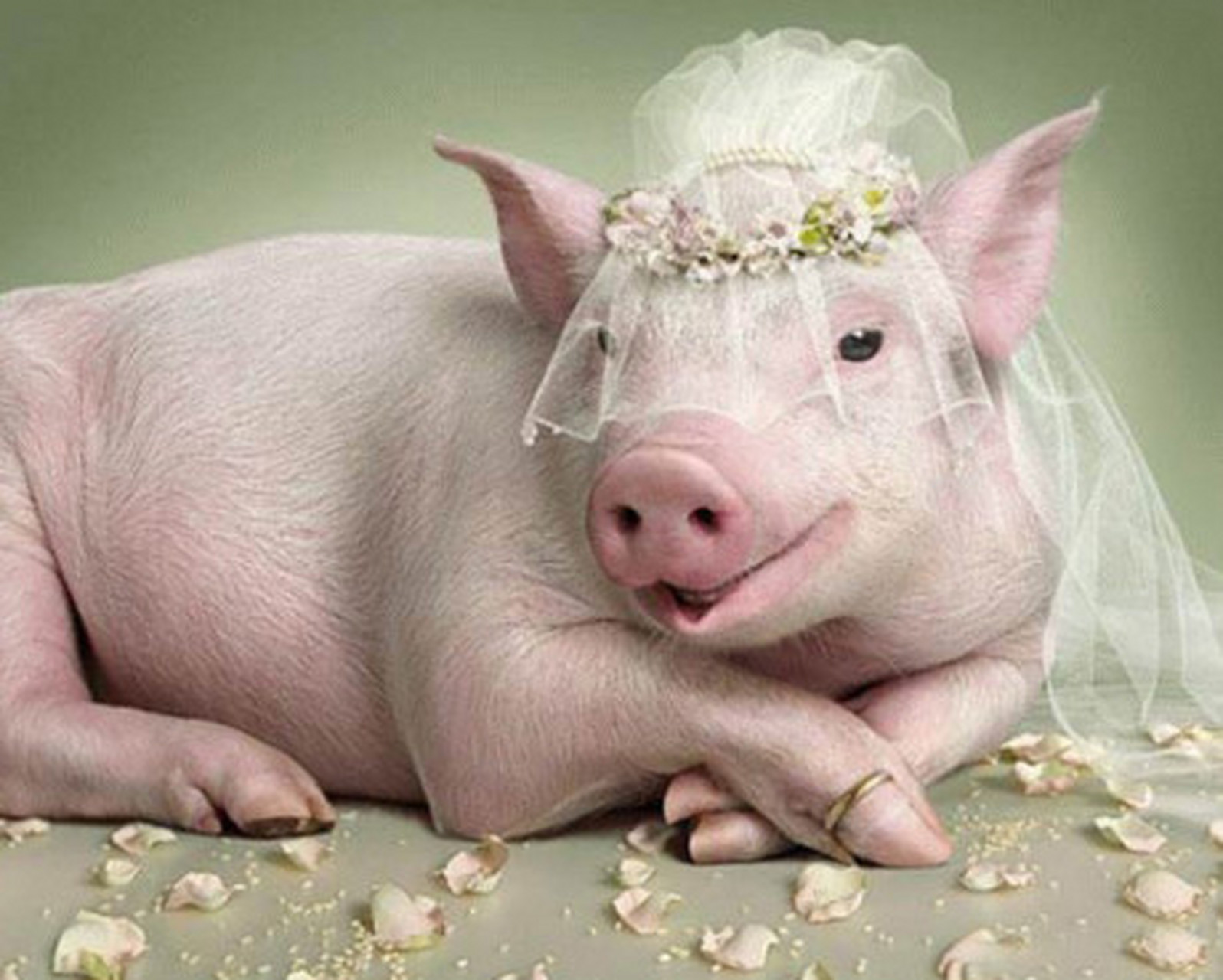 母猪赛貂蝉, 伤感说说吧