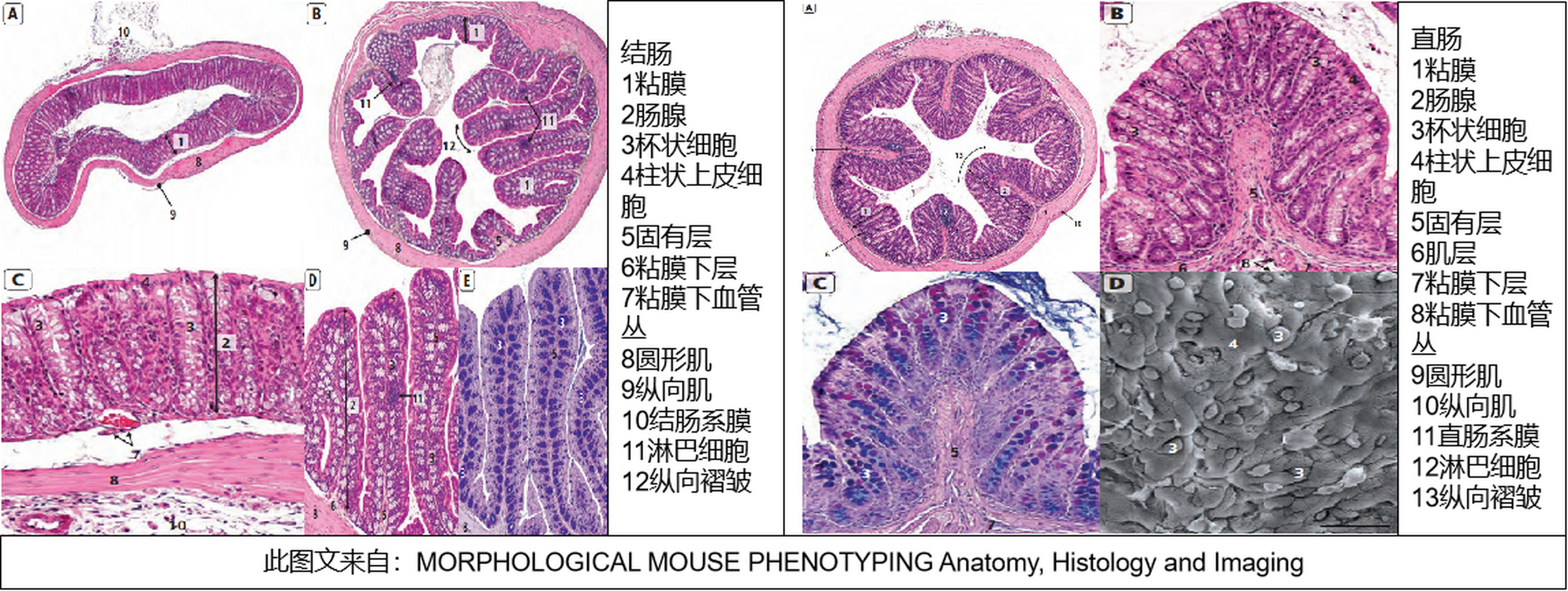 小鼠大肠小肠结构图图片