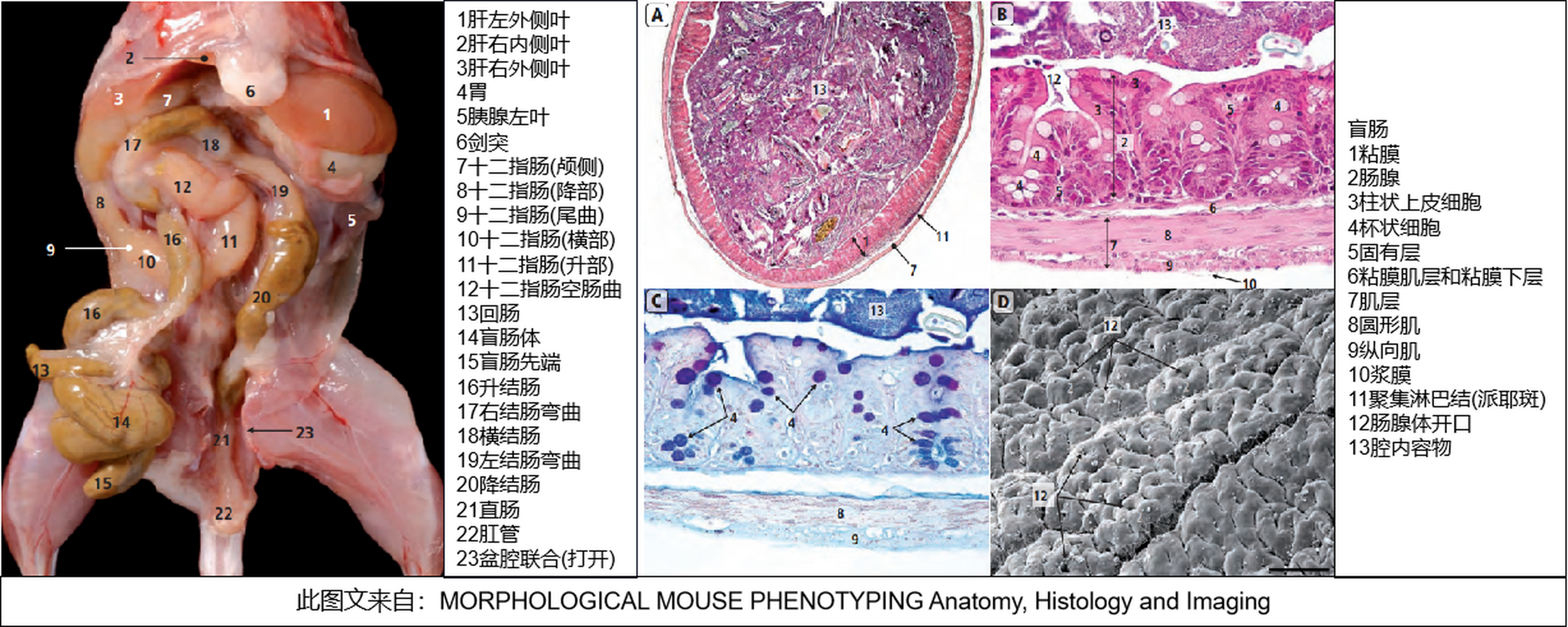 小鼠盲肠位于腹部左侧,长约3-4厘米,肠体膨隆而尾部狭长,没有蚓状阑尾