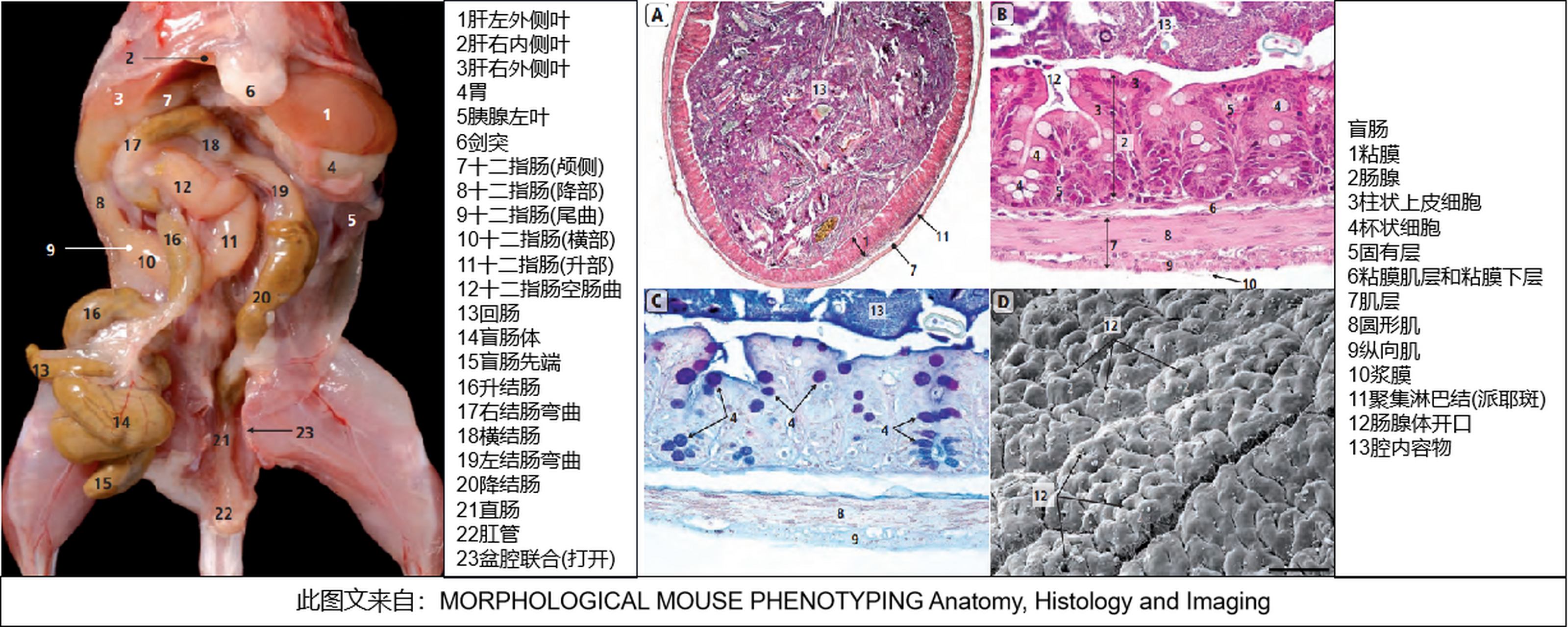 小鼠大肠小肠结构图图片