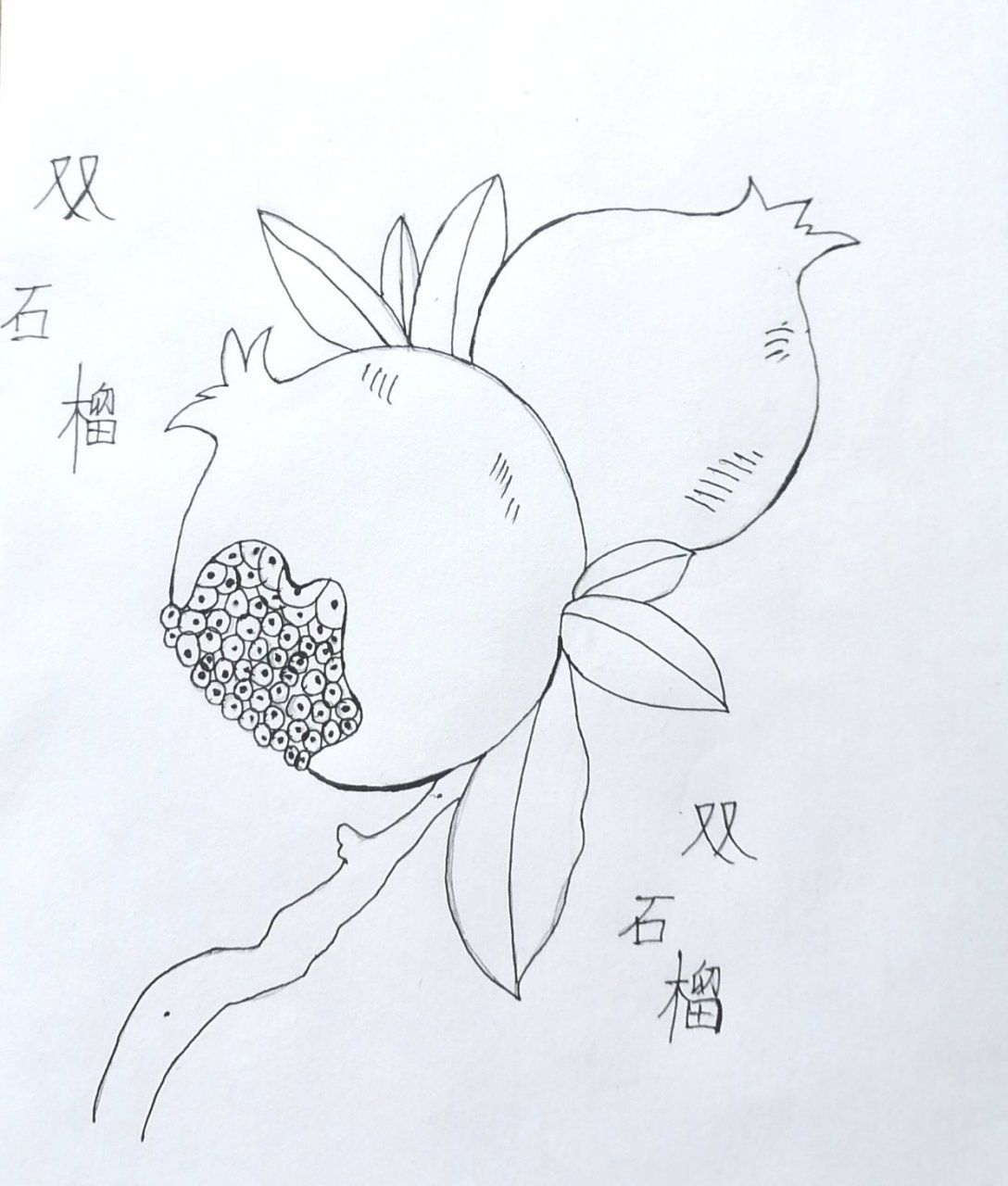 绘画#    石榴简笔画《双石榴》  练习稿    线稿#石榴