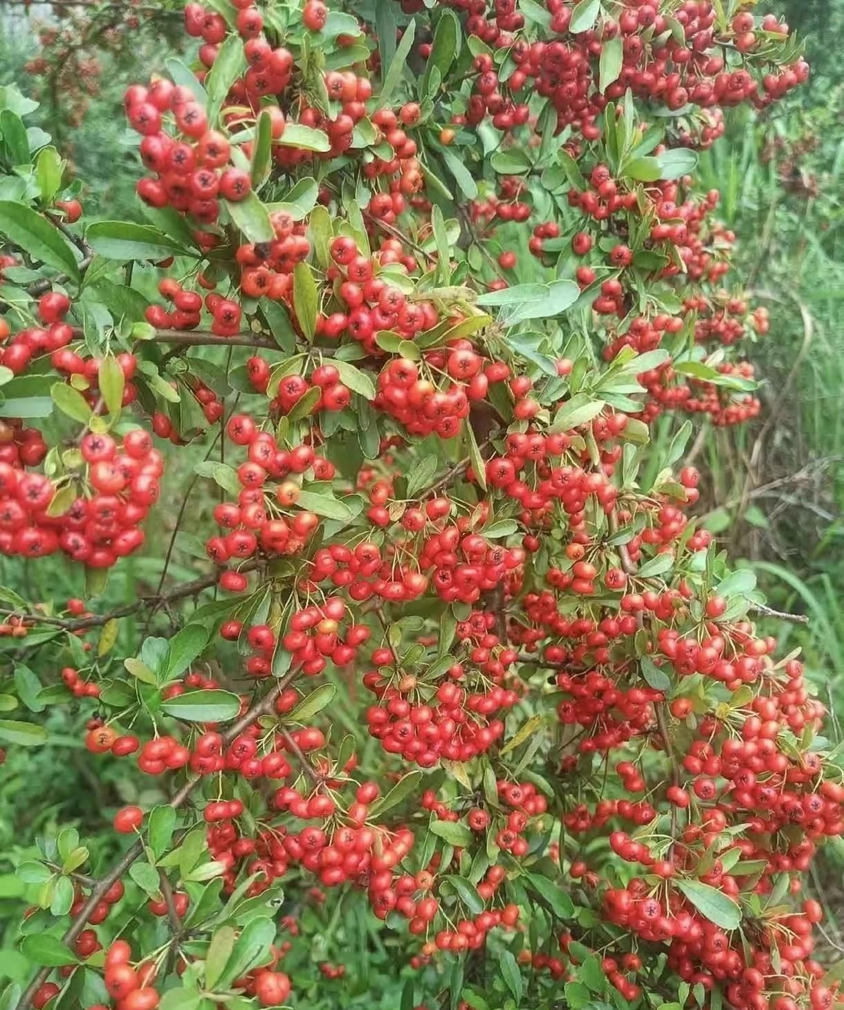 爬山的过程中看到满山遍野的野生果子,想起我小时候家境贫寒,零食对