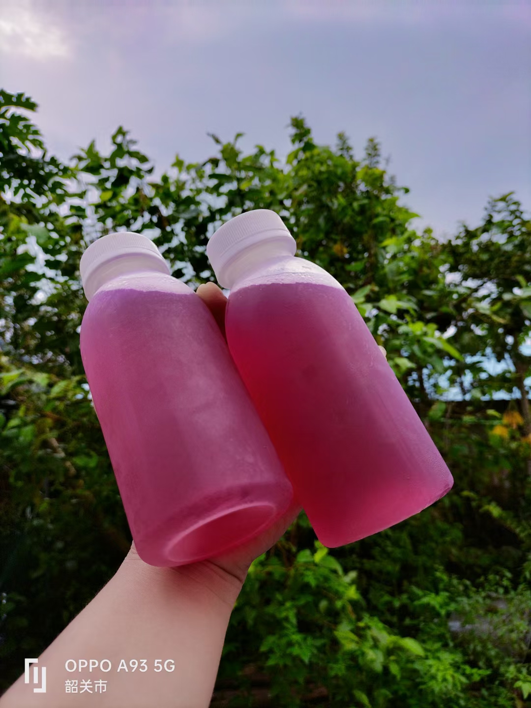 紫苏花蜜(紫苏蜜糖水功效是什么) 紫苏花蜜(紫苏蜜糖水功效是什么)