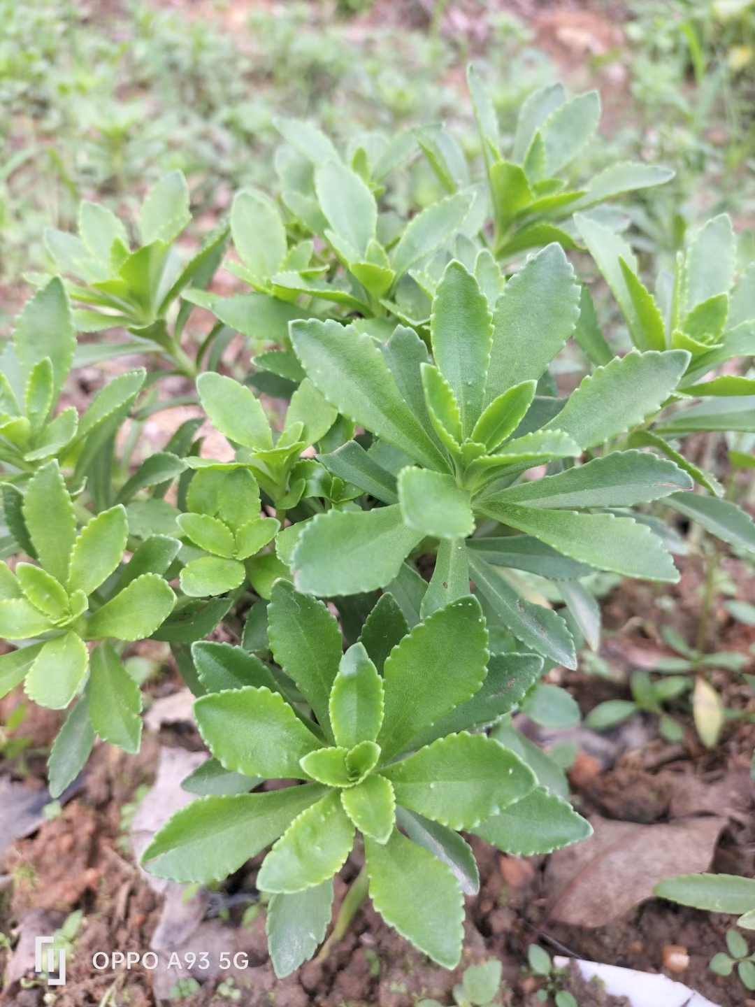 这种菜网上叫 养心菜,高钙菜,你吃过吗?