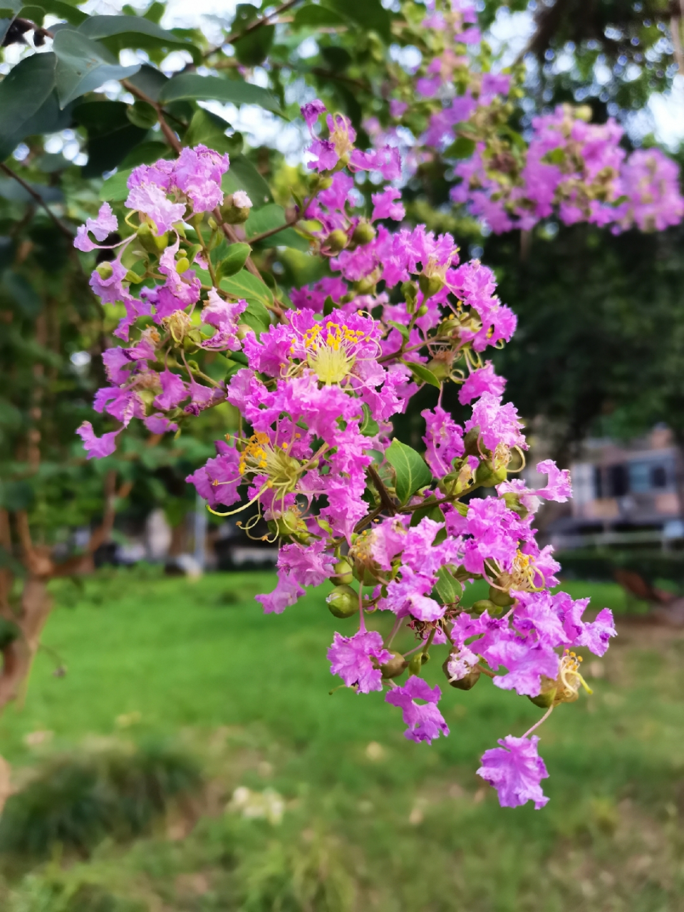 最美的风景 花草图片