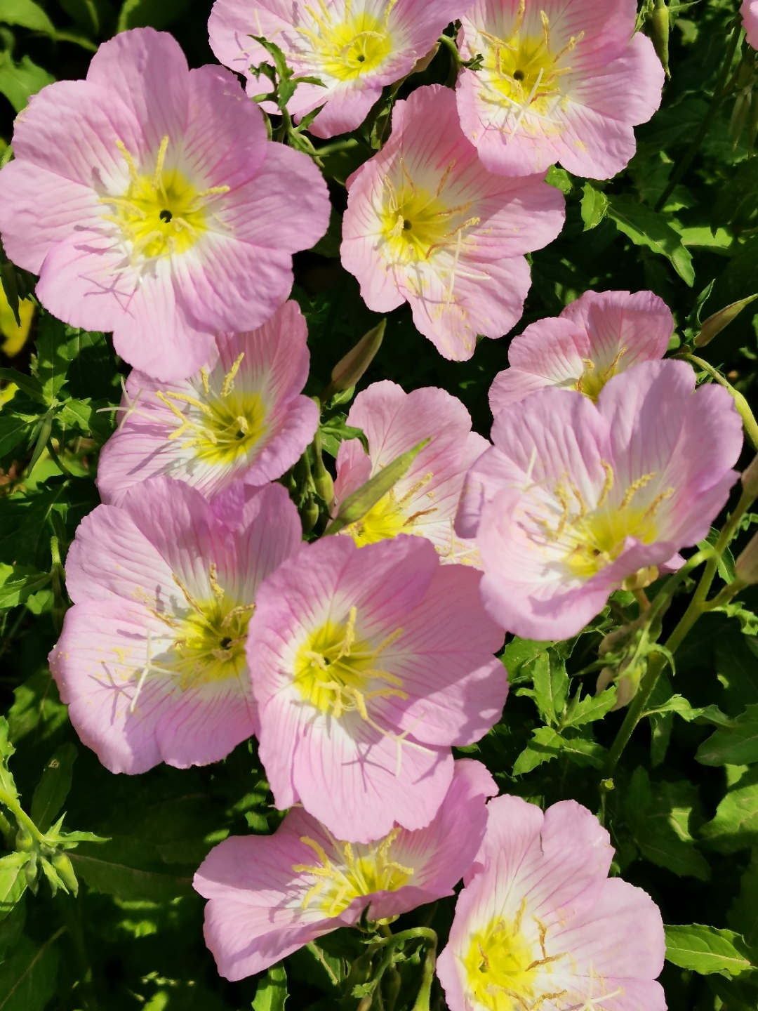 清晨,一片月见草花儿在绿叶间竞相开放,粉红色的花瓣因阳光的照射,更