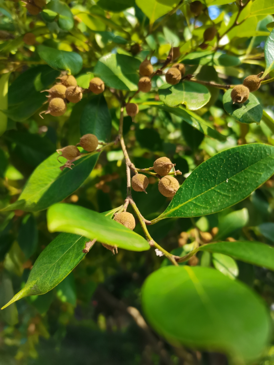这种树叫蚊子树,蚊母树,奇怪的名字吧.它跟讨厌的蚊子有关系吗?