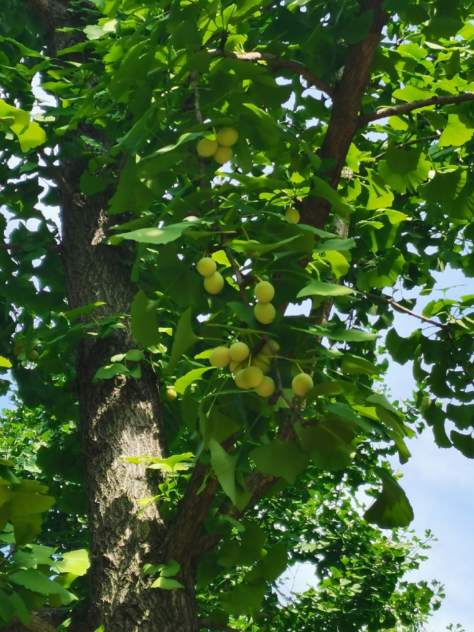 待到国庆节,银杏果成熟了,里面就是真正的白果了.