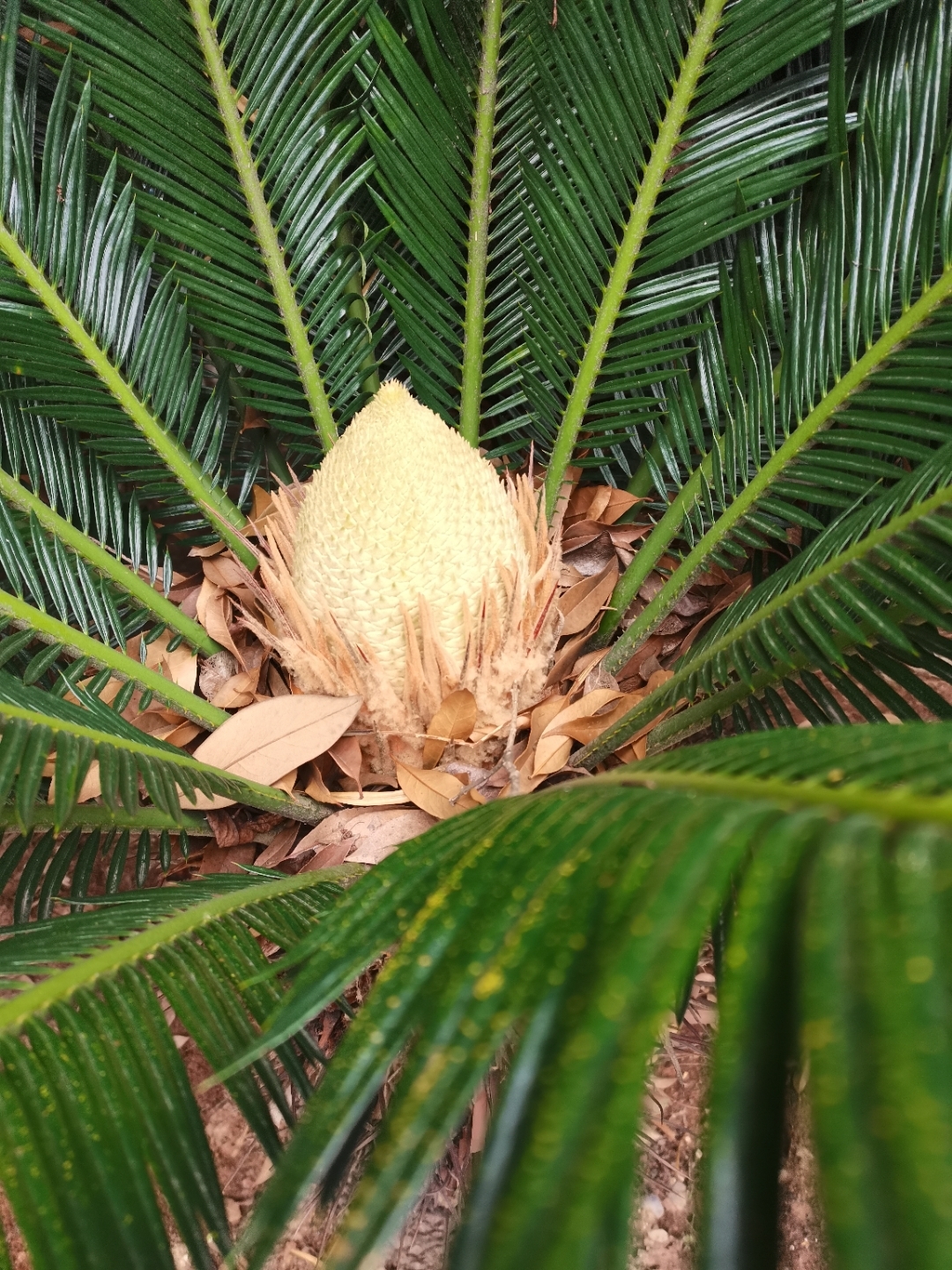 在我的注视下,花苞长成亭亭玉立的花柱,直到长成硕大的花柱