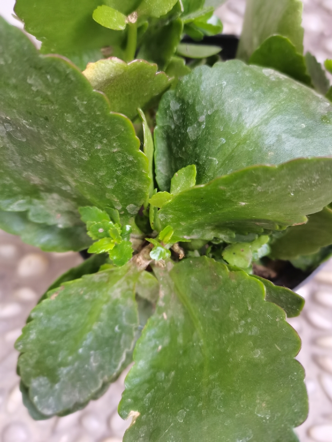 连续阴雨潮湿的天气,长寿花叶片染上了白粉病