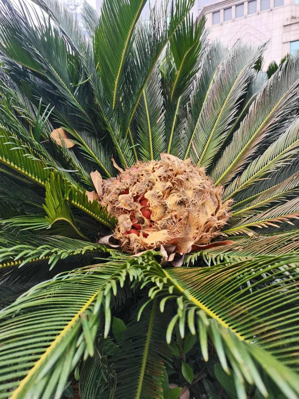 今天拍到了铁树的雌花,里面裹着一颗颗红色的种子,型态优美,犹如一件