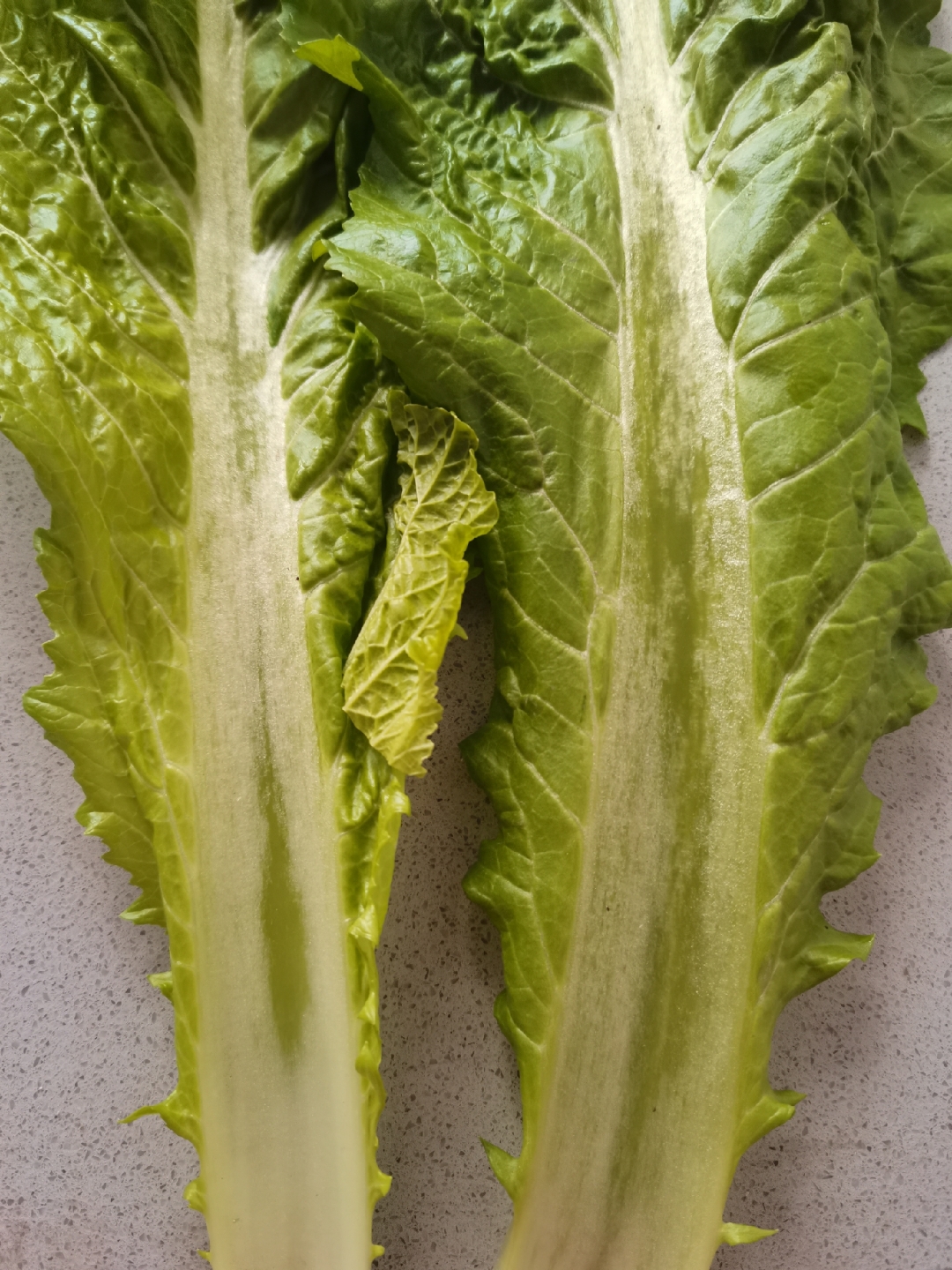 采摘回来的棒菜,有的叶片已被冻了,但不算严重,已不耐存放了,需尽快