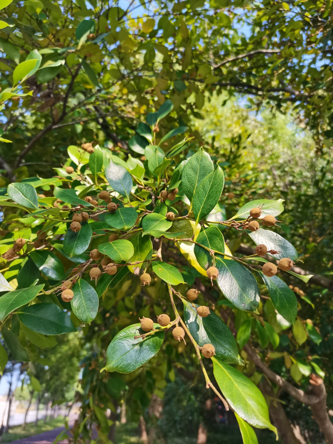 这种树叫蚊子树,蚊母树,奇怪的名字吧.它跟讨厌的蚊子有关系吗?