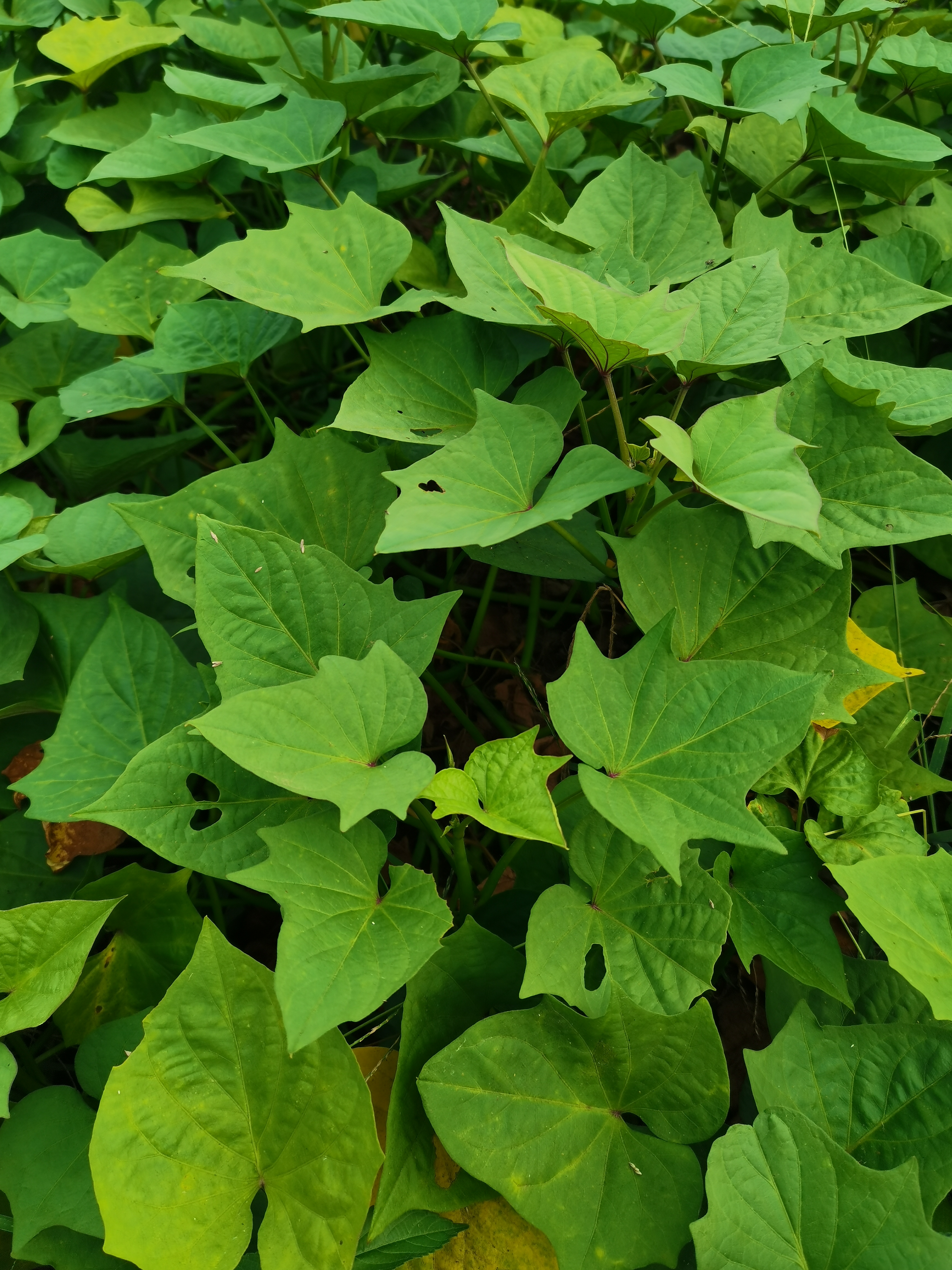 藤红薯植物图片红薯植株地瓜藤图片野生红薯图片植物红薯生长图片红薯
