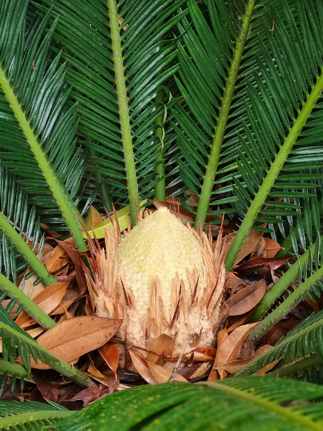铁树的雄花花苞,仿佛是大自然的艺术作品.天然的,是最美的