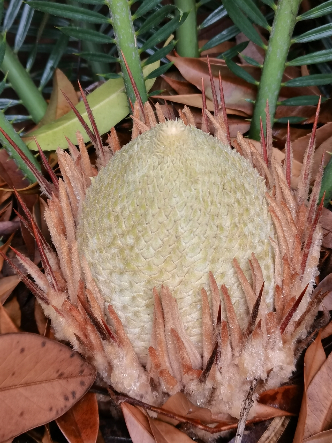 铁树的雄花花苞,仿佛是大自然的艺术作品.天然的,是最美的