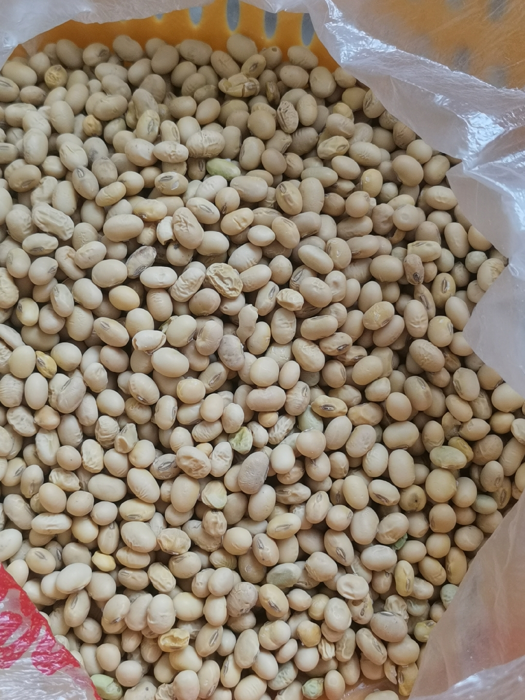 年纪大的老人家种出来的黄豆,卖相着实不好,一眼看上去,满是瘪的,虫眼