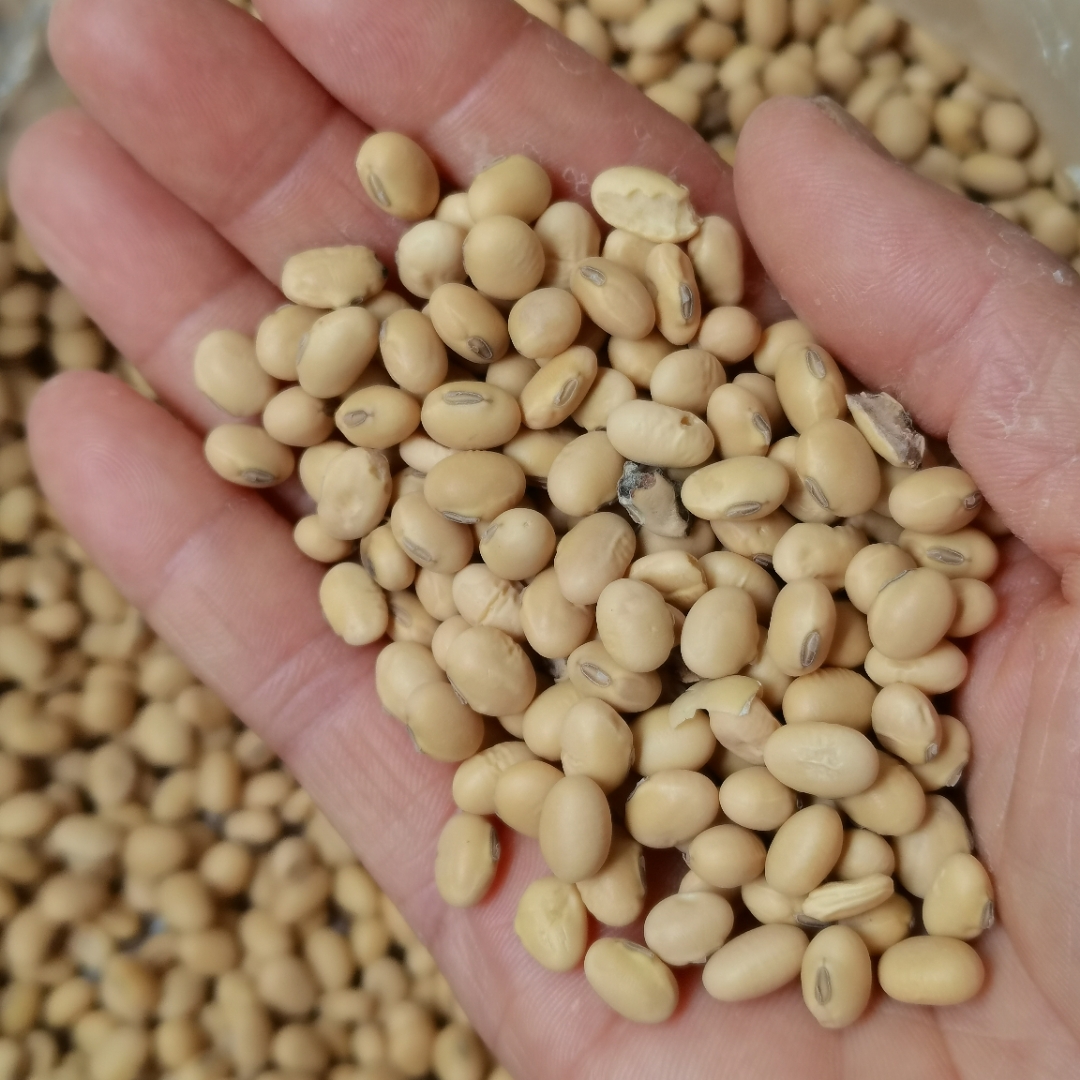 问老人家为什么不种新品种黄豆,她就说这种黄豆好吃