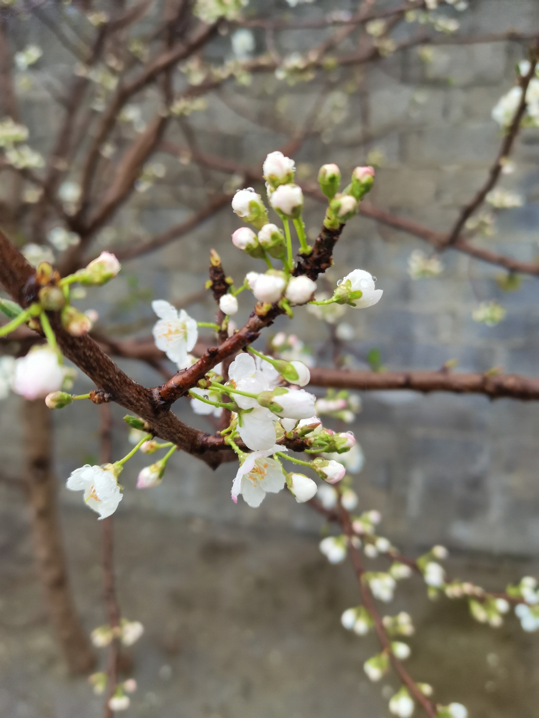 雨中的杏花开得娇艳柔美