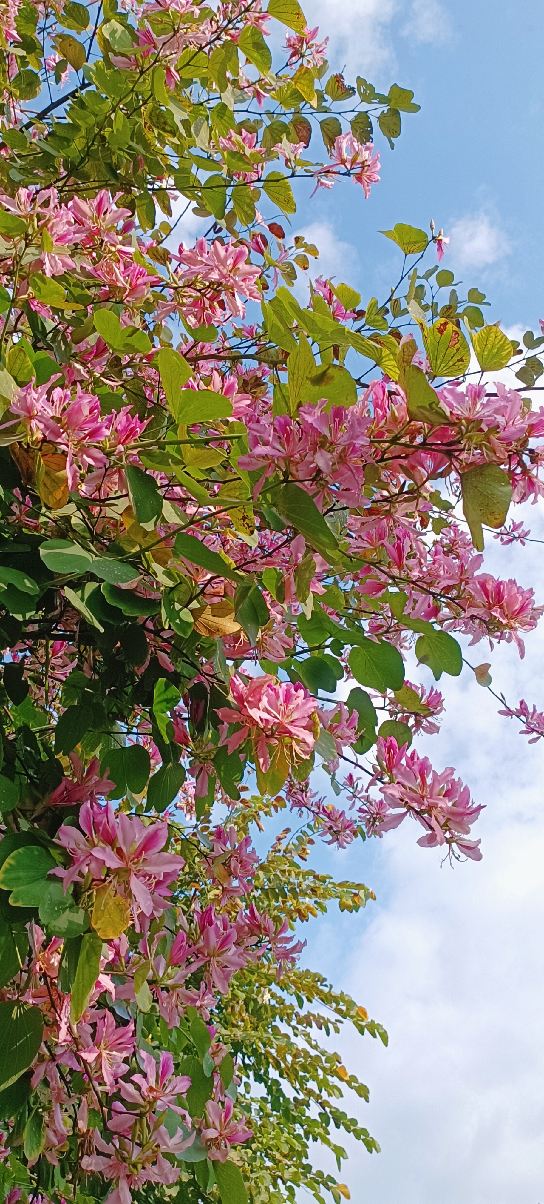 最美的遇见#洋紫荆#羊蹄甲#繁花似锦
