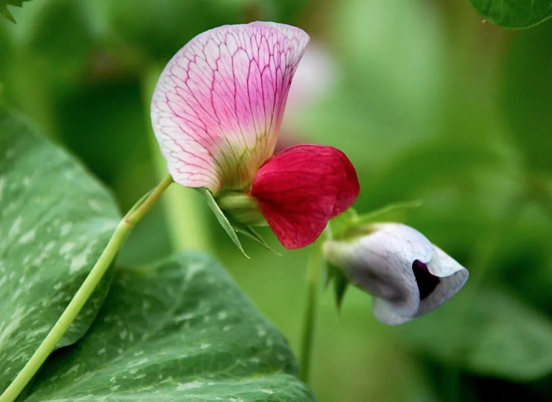 花语:麝香豌豆花  "微妙的乐趣;开始新生活" 17世纪末在意大利西西里