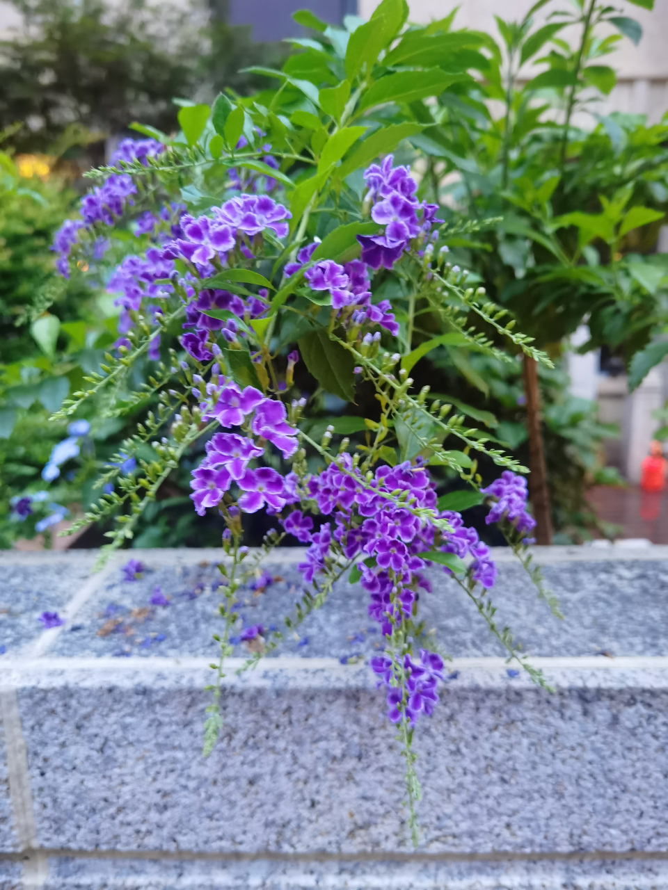自带"与生俱来"的巧克力香味 蕾丝金露花,花枝微微下垂,淡紫罗兰色的