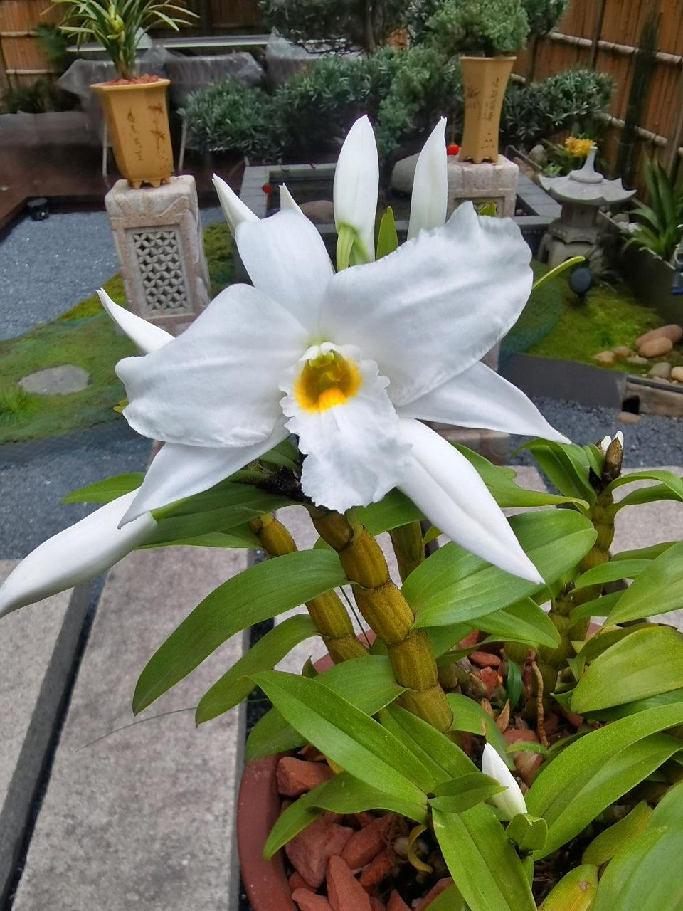 美丽大花石斛今春开的第一朵花苞,惊艳!