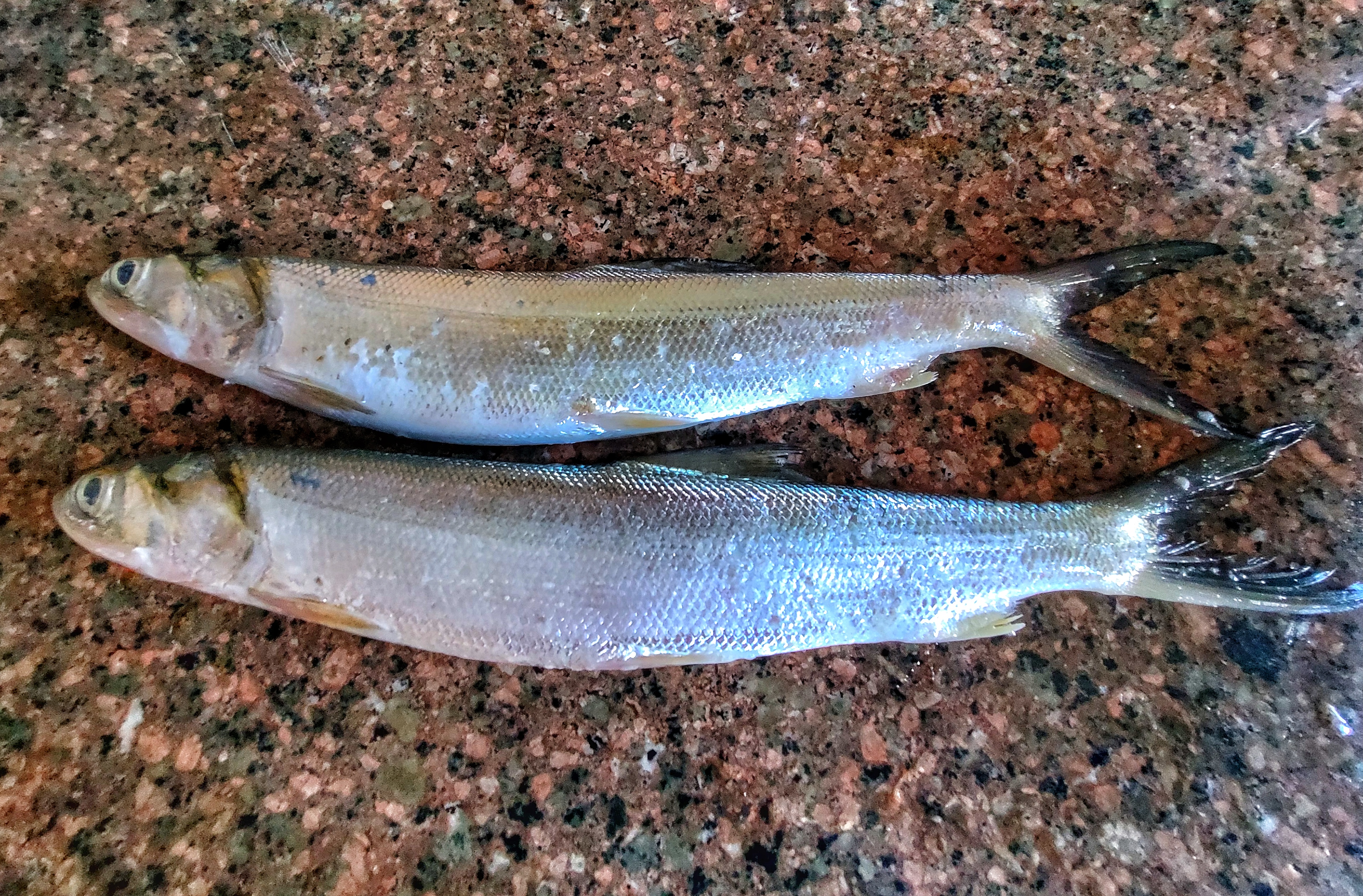 连日天气睛好天,早市的海鲜品种亦开始丰富起来,在