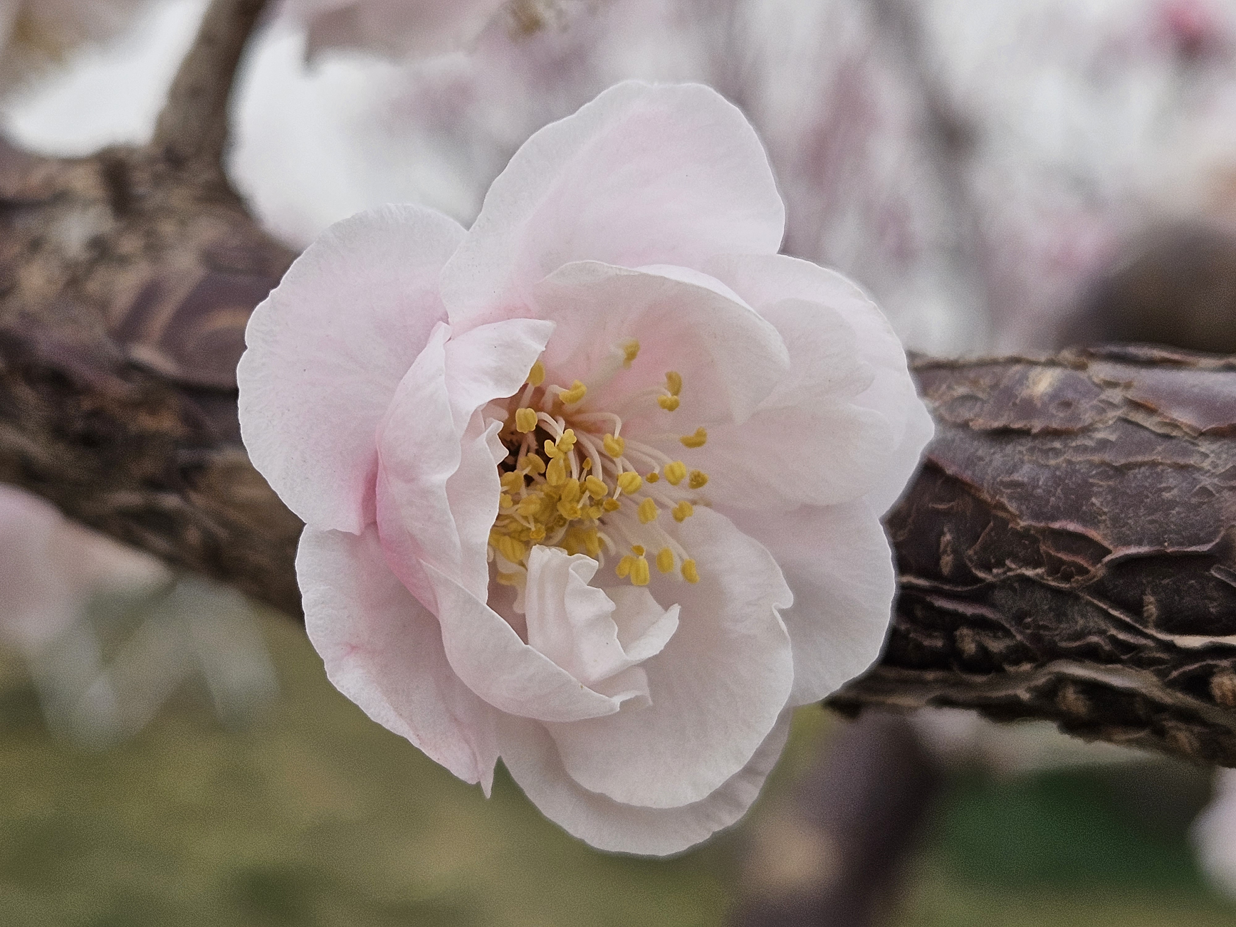 寒笑梅花树开花大图片图片