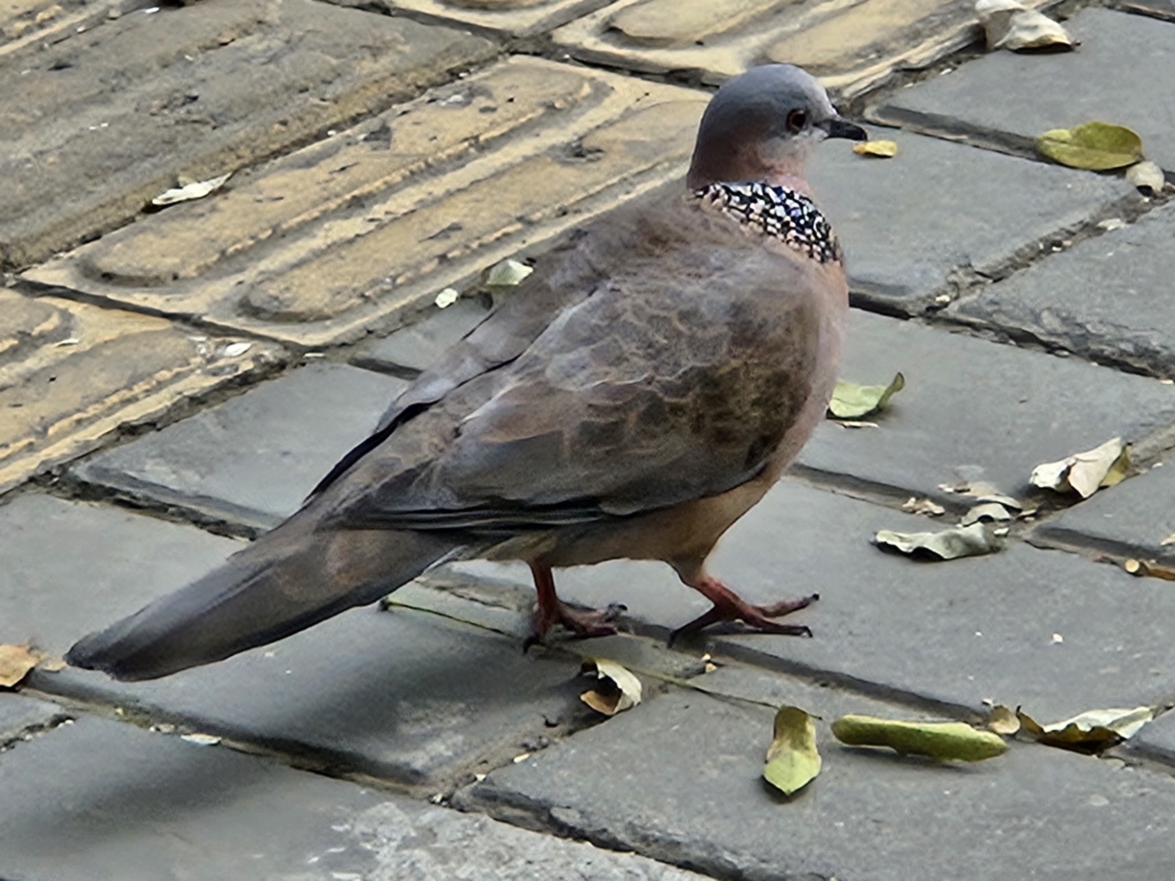 "一只斑鸠静静地站在人行道上,周围是树叶和砖块,背景中映衬着树木和