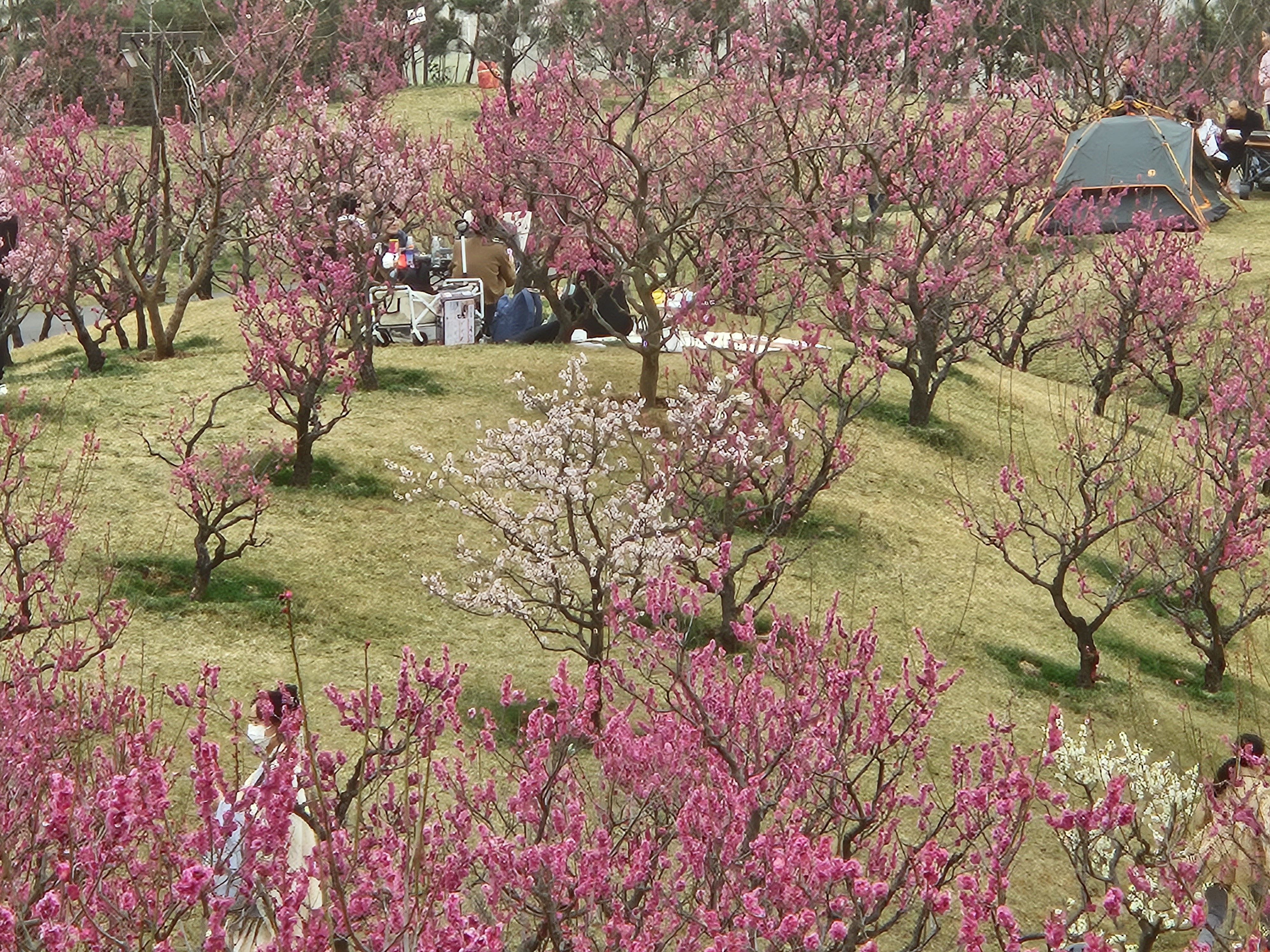 寒笑梅花树开花大图片图片