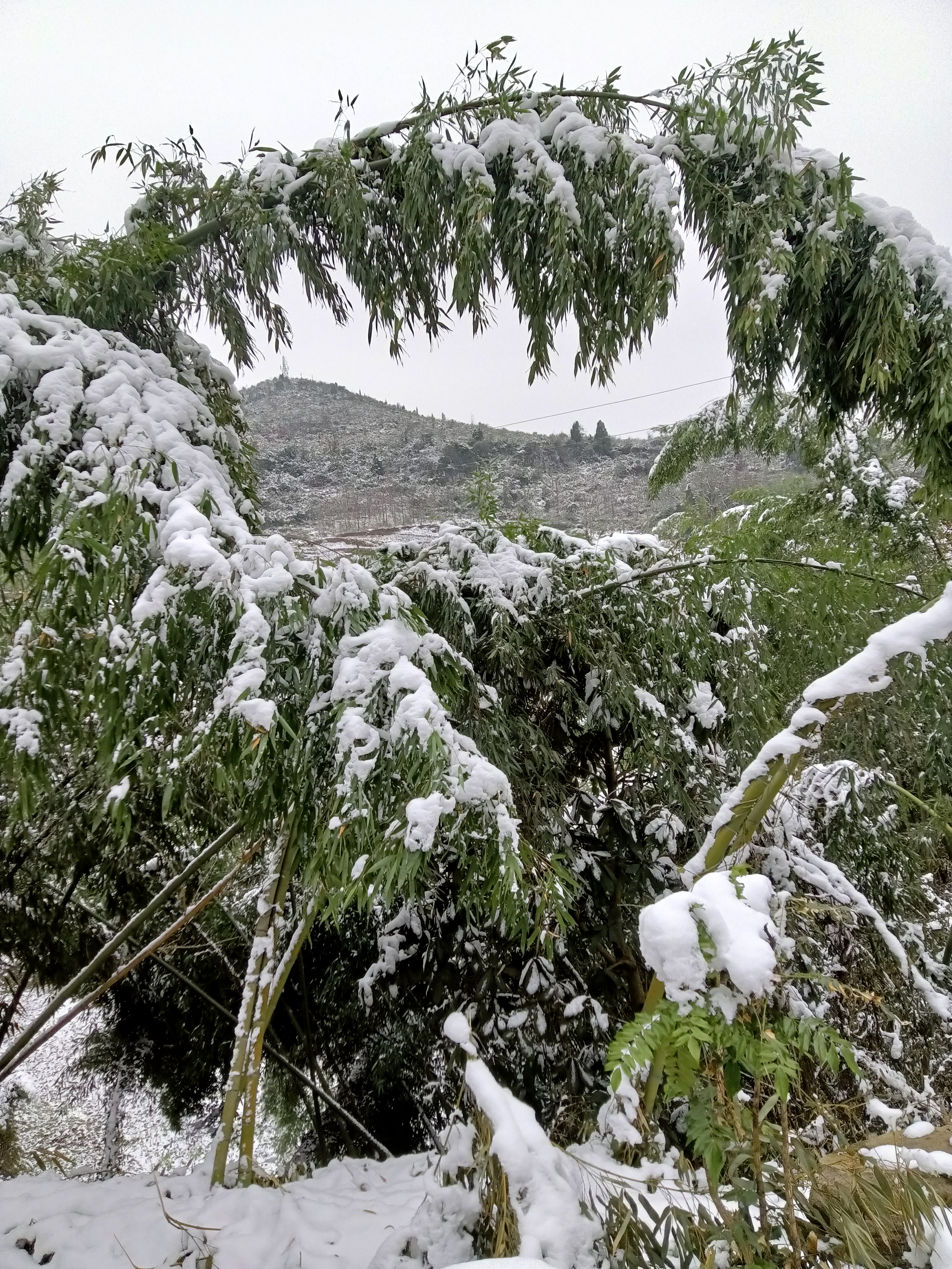 大雪压青竹图片图片