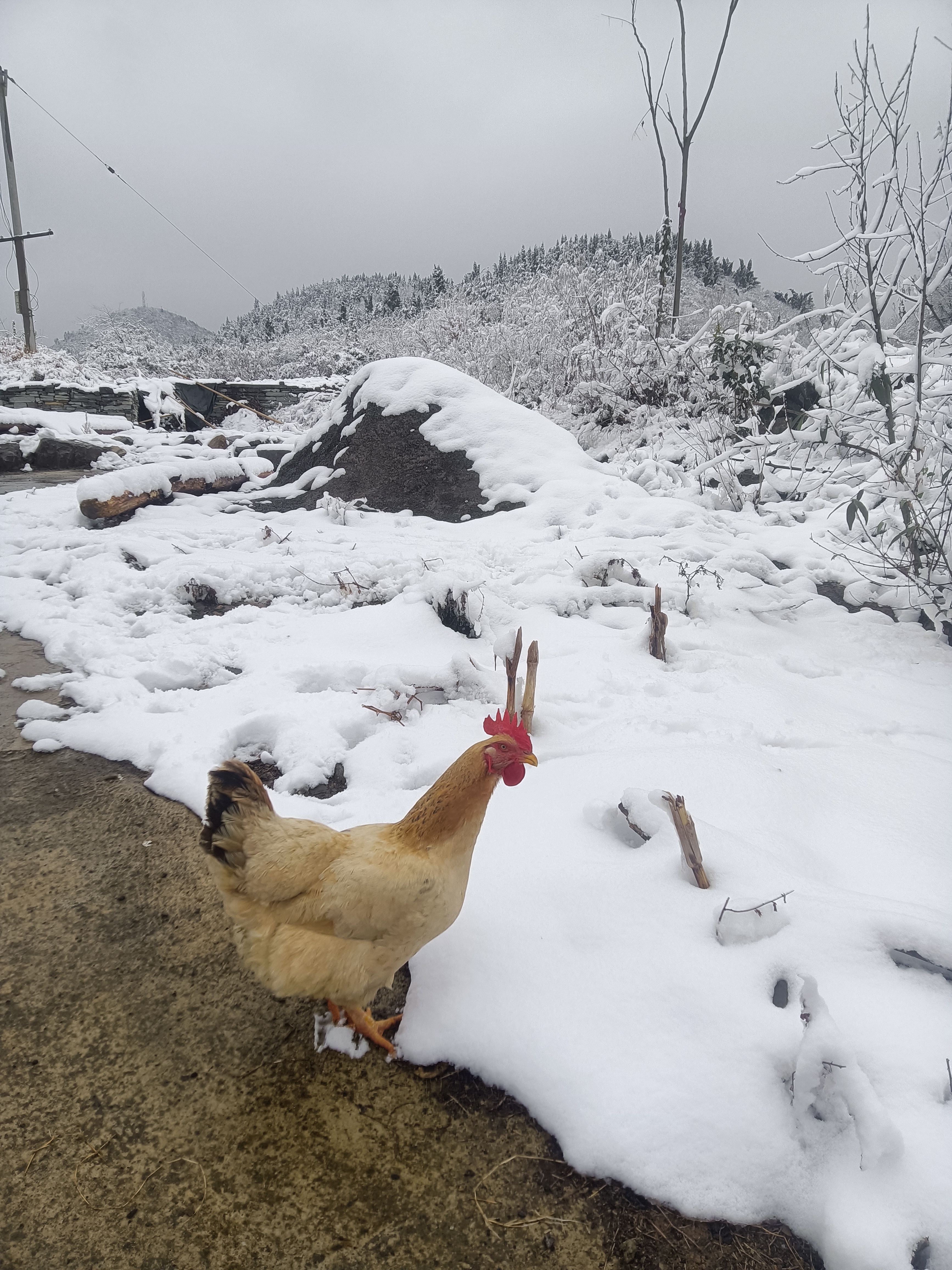 下雪照片心情图片