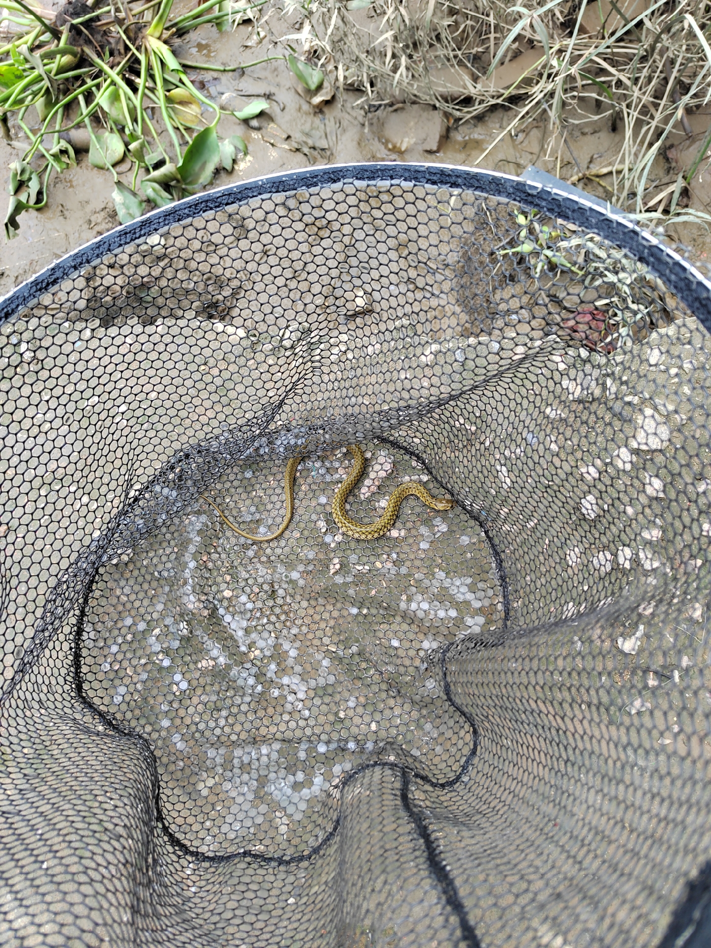 钓鱼小心,经常上蛇