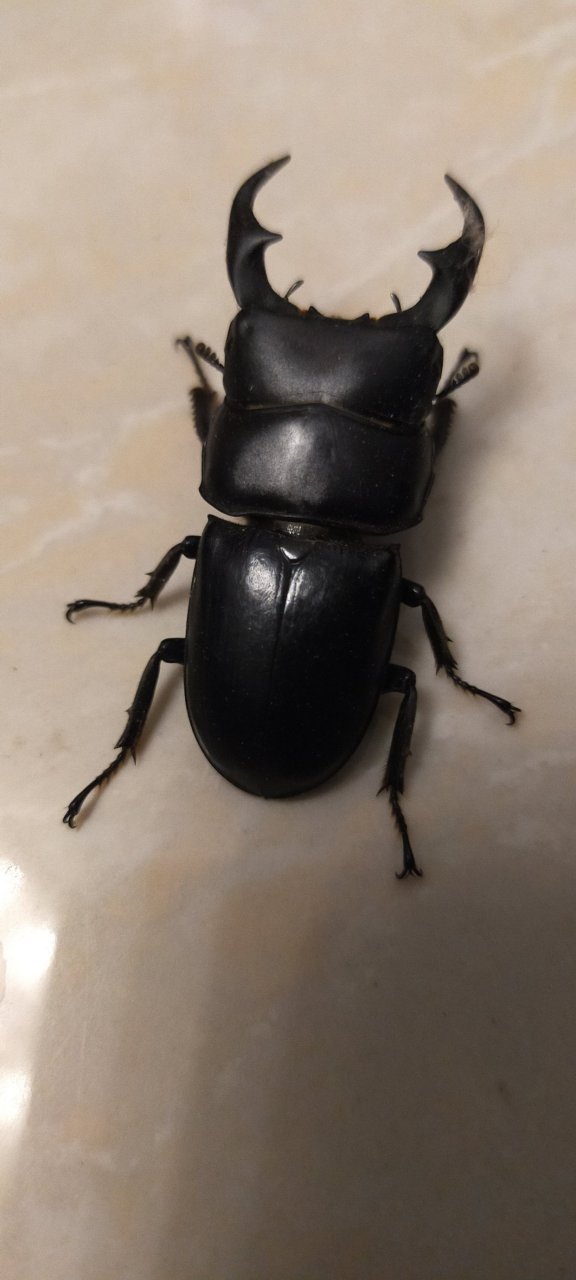 请问见多识广的朋友们,这个东东是那样动物?