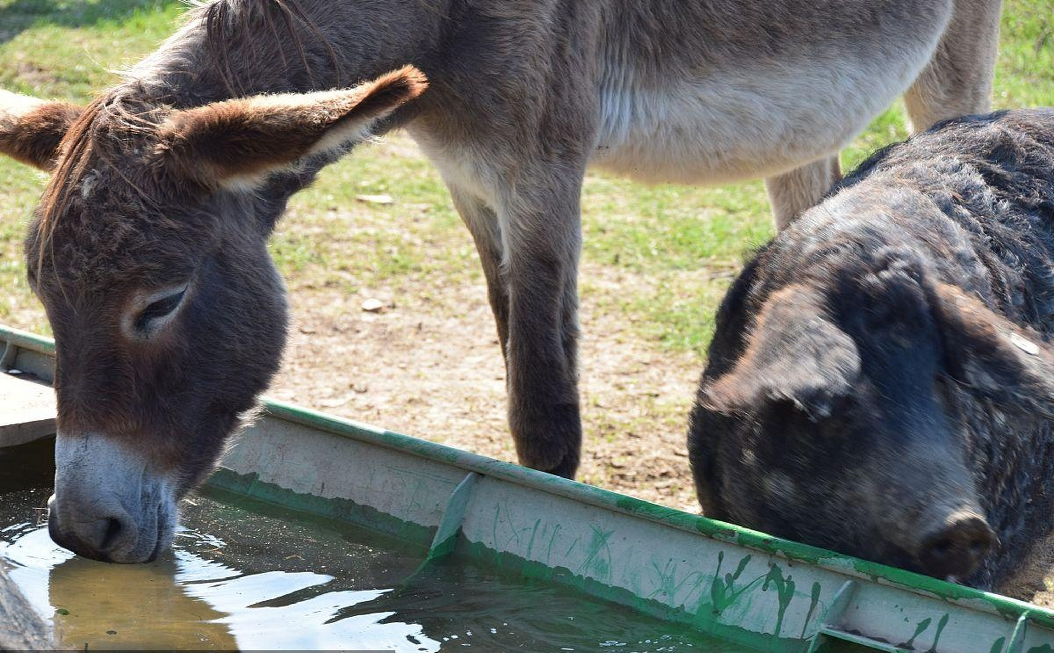 驴头肉和猪头肉涨价了——供不应求.  #人文