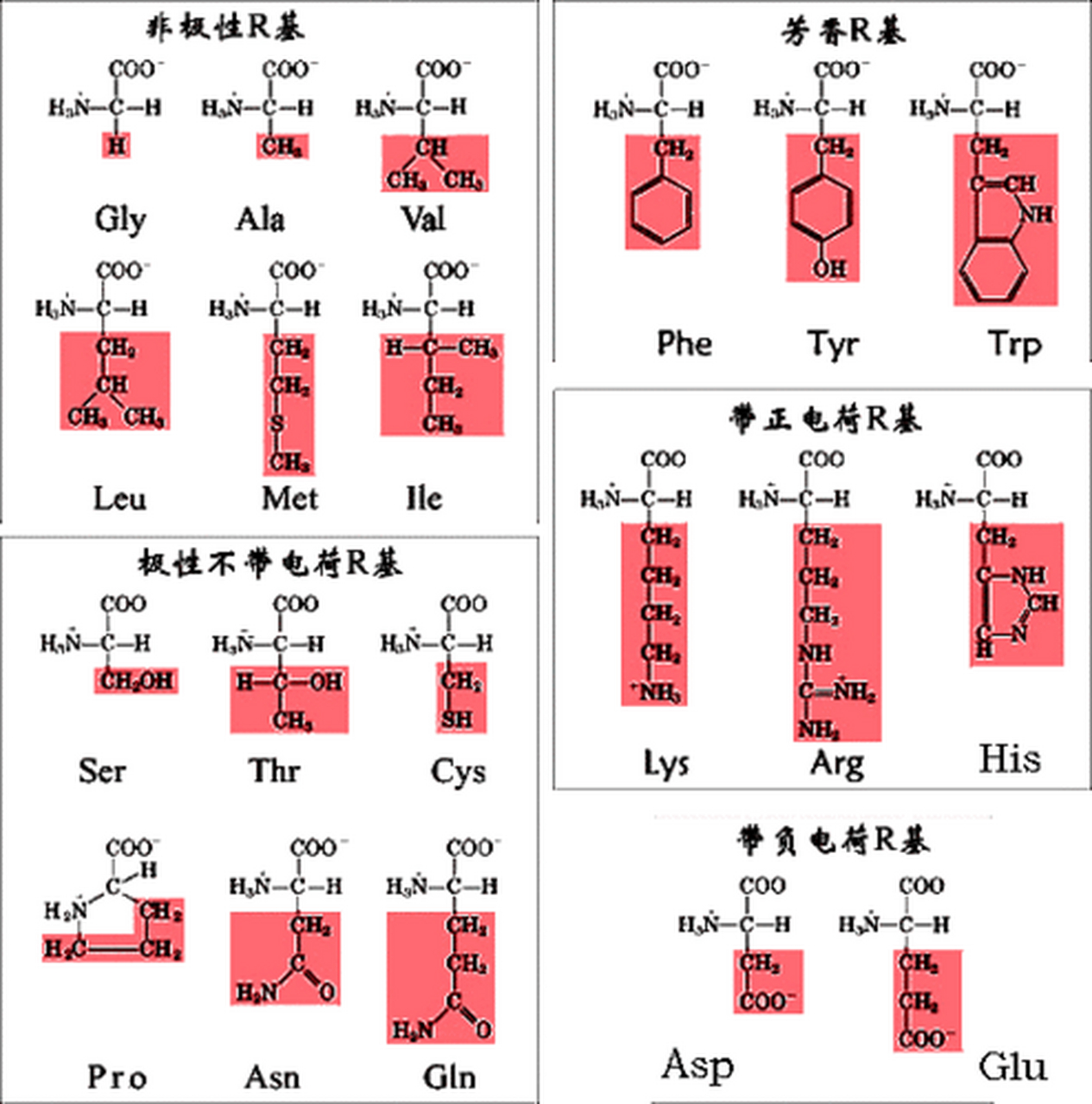 人体氨基酸种类图片