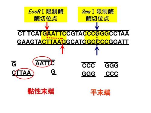 gatt标志含义图片