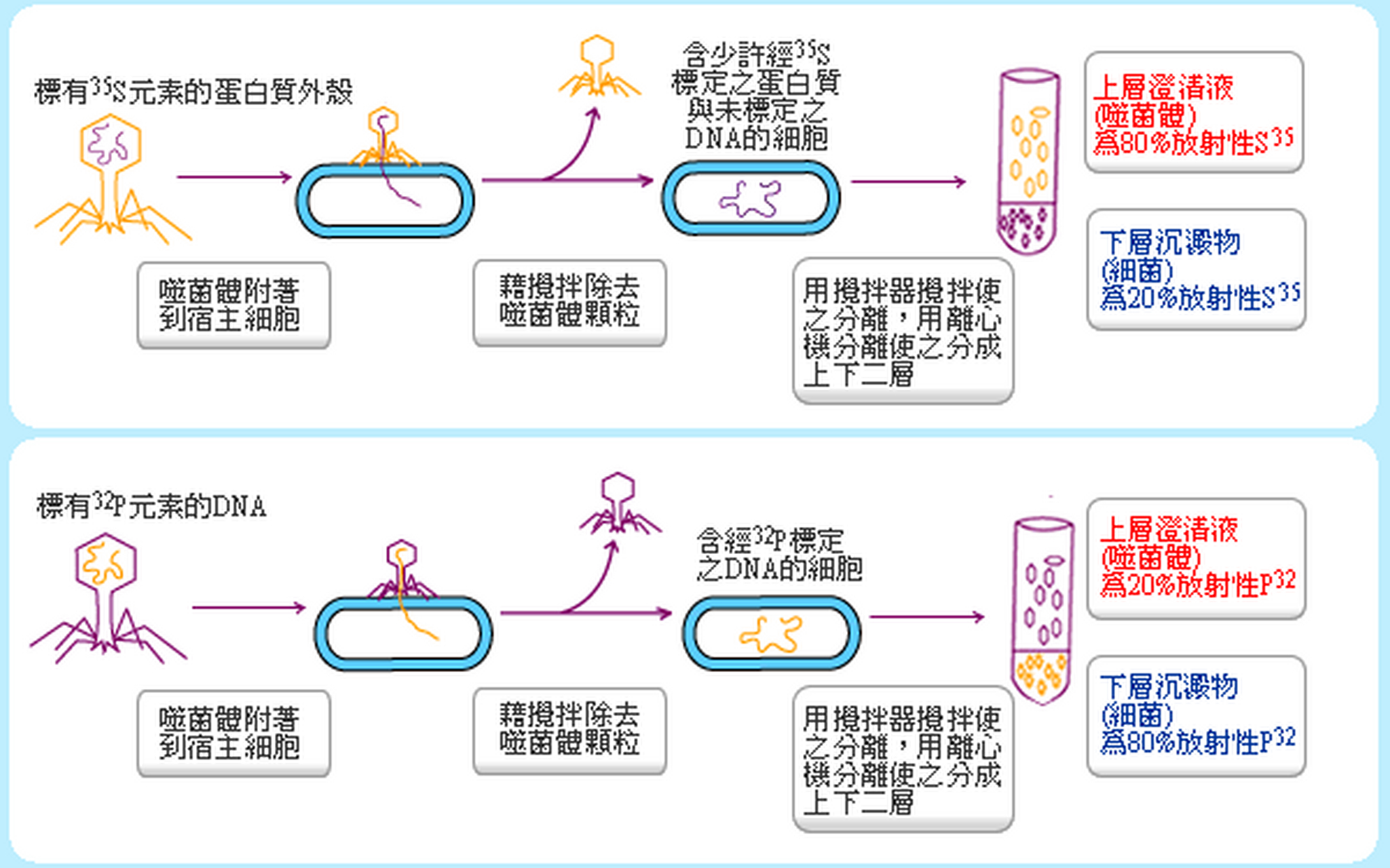 噬菌体侵染细菌实验