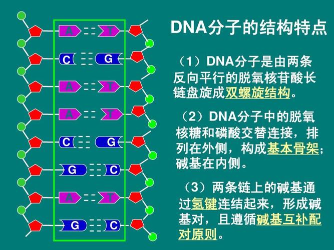 一条染色体上有几个DNA图片