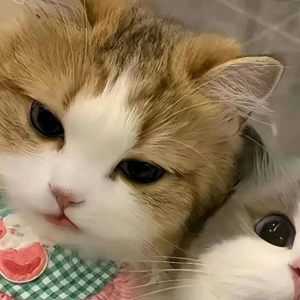 小猫情头|无敌喵喵拳